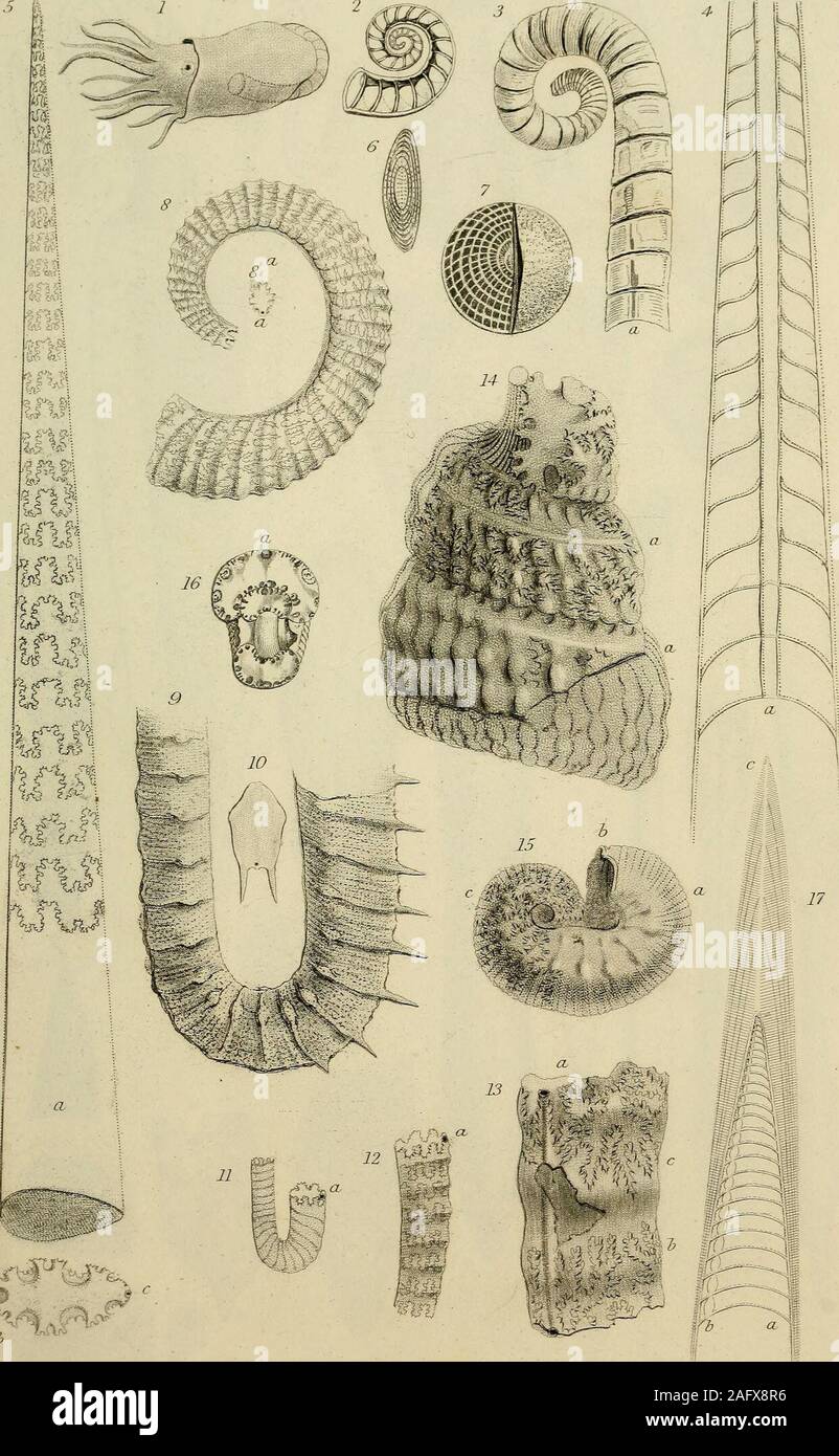 . Geology and mineralogy considered with reference to natural theology. NAUTILUS SWHO T.HslieT.del. Zertter. PL.44 5.1. f#*V% IJ-islier.del. CHAMBERED SHELLS ALLIED TO TNAETILES fc ATVTMtXNTEE Stock Photo