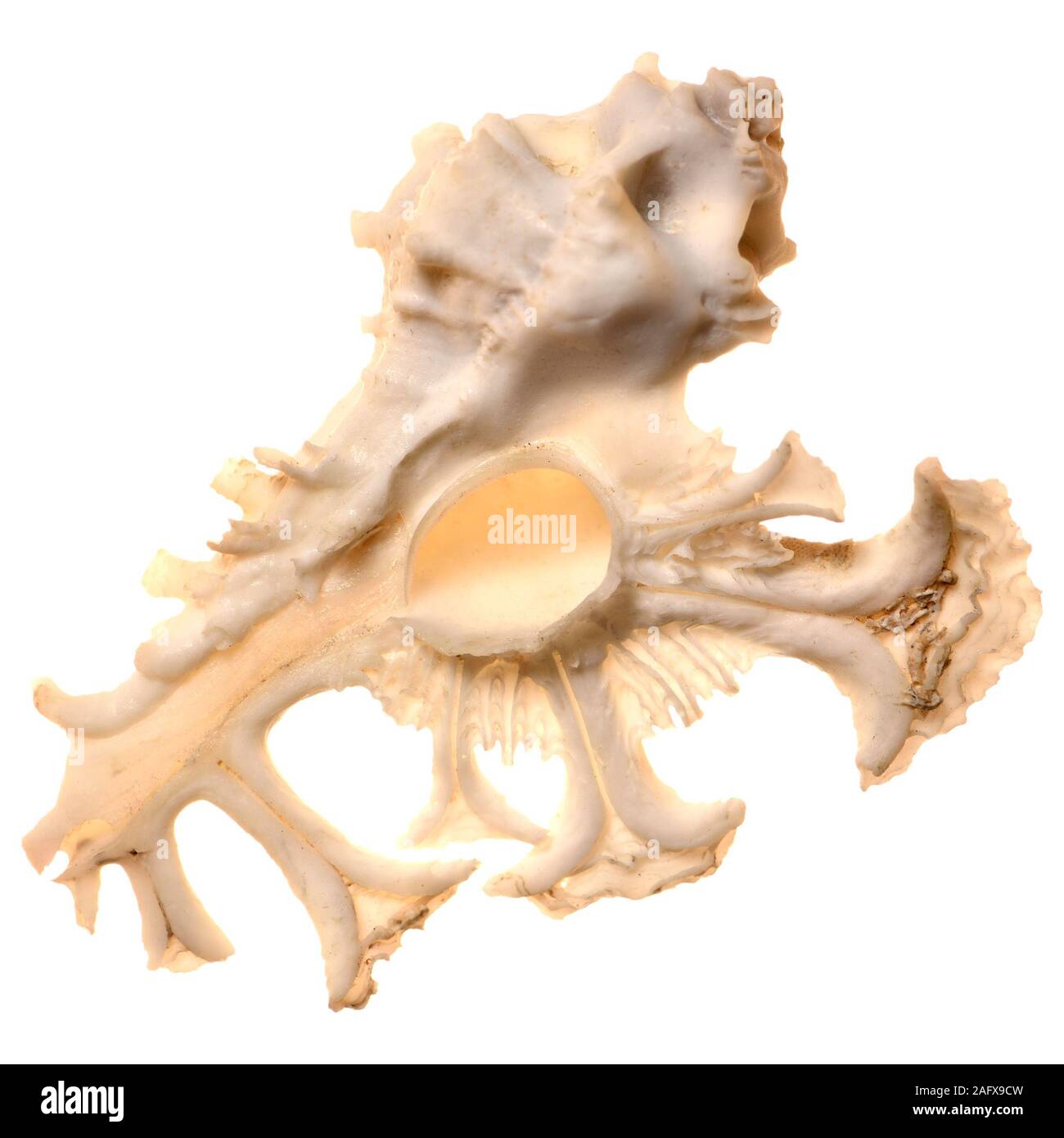 Anatomical Murex / Pele's Murex shell (Homalocantha anatomica) Stock Photo
