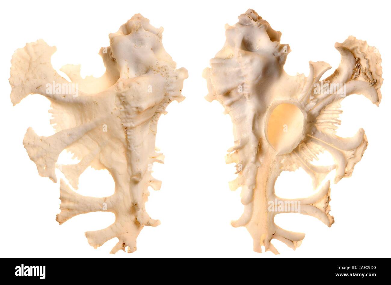 Anatomical Murex / Pele's Murex shell (Homalocantha anatomica) Stock Photo