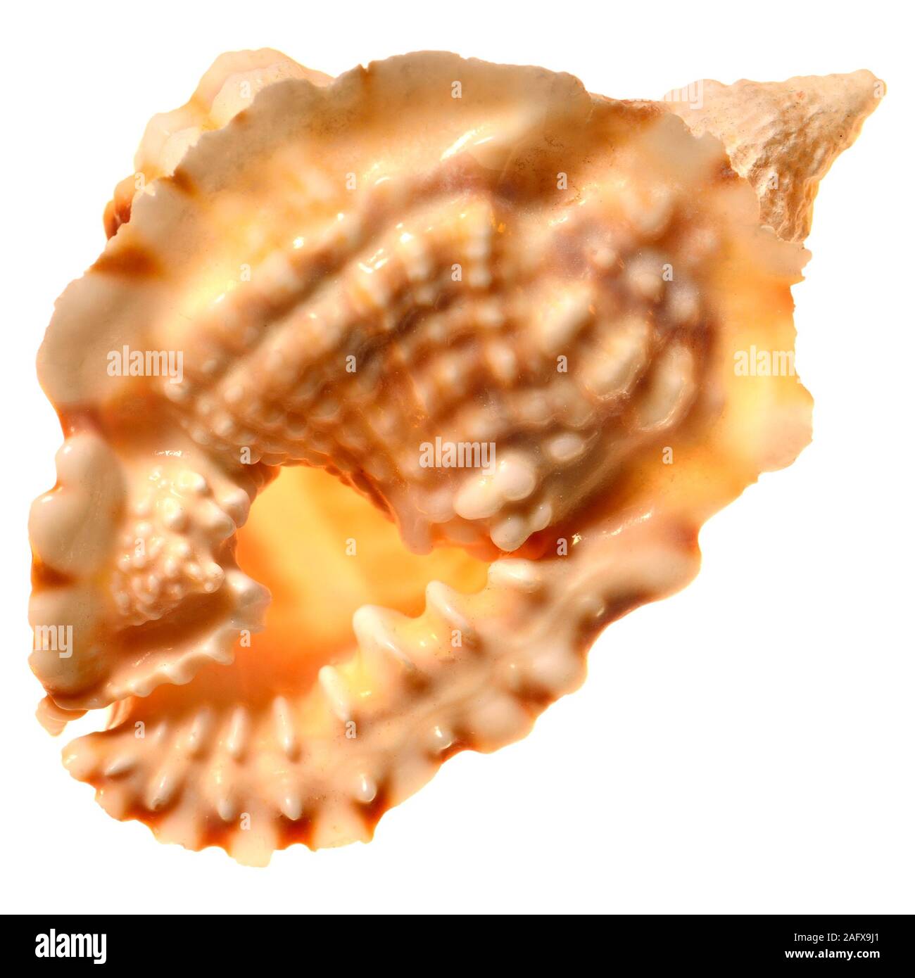 Common Distorsio shell (Distorsio anus) c7cm. Region: Indo-Pacific Stock Photo