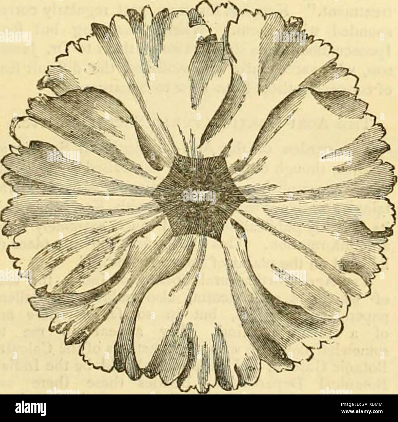 . The Gardeners' chronicle : a weekly illustrated journal of horticulture and allied subjects. CINERARIA, Weatherills Extra Choice Strain, 51., 3r. 6d., 7S. 6d., and i 6 CYCLAMEN PERSICUM, Brilliant (New) .. 31. and 3 6 CYCLAMEN PERSICUM GIGANTEUM, 51., 31. 6d. & i 6 CYCLAMEN PERSICUM GIGANTEUM RUBRUM (New) ji. and 3 6 CYCLAMEN PERSICUM, Williams Superb Strain, SS.f ;is, 6d.f 2S. 6d., 3Lnd 1 6 PANSY, English Show 2i. 6(!. and i o PANSY, Belgian or Fancy 2s. 6d. and i o. PRIMULA SINENSIS FIMBRLATA COCCINEA (New) 5J., 3i. 6a., and 2 6 PRIMULA SINENSIS HMBRIATA, WilliamsSuperb Strain, Red, White, Stock Photo