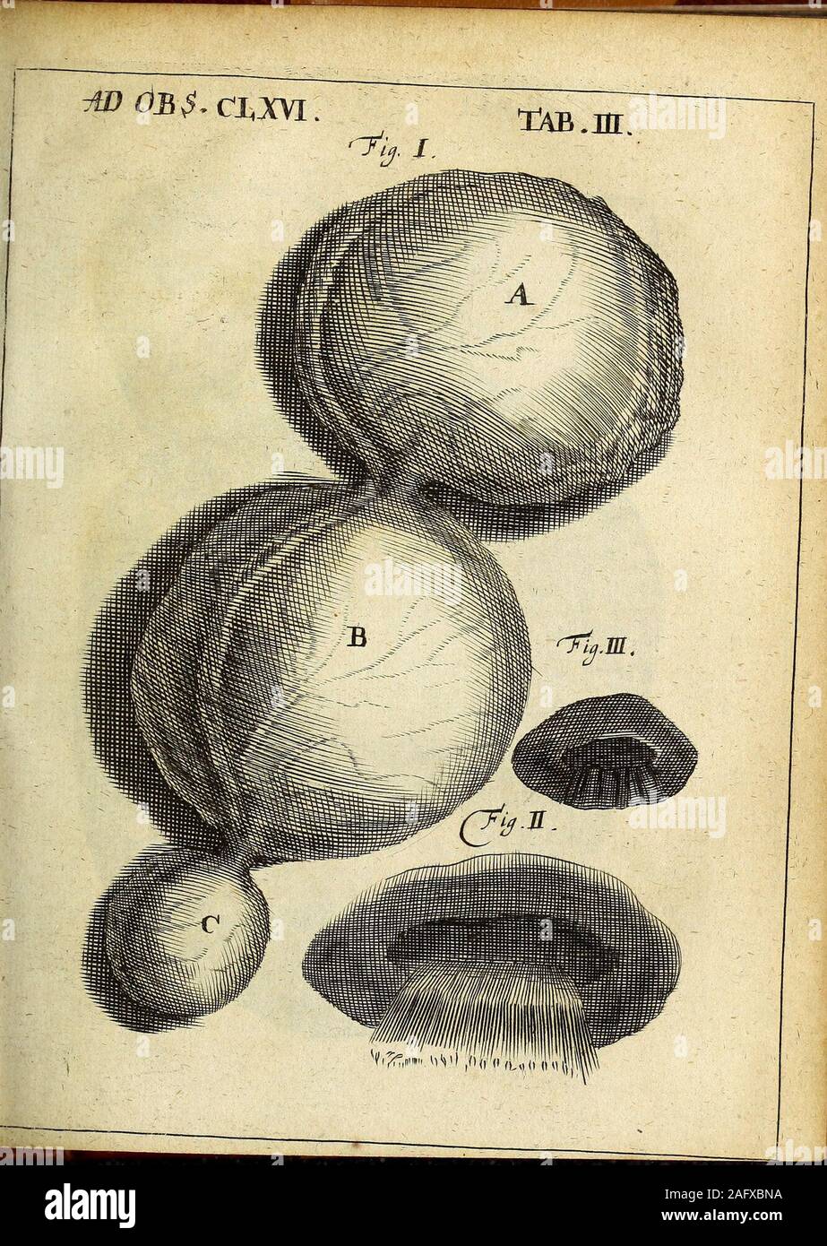 . Miscellanea Curiosa Medico-Physica Academiae Naturae Curiosorum. Stock Photo