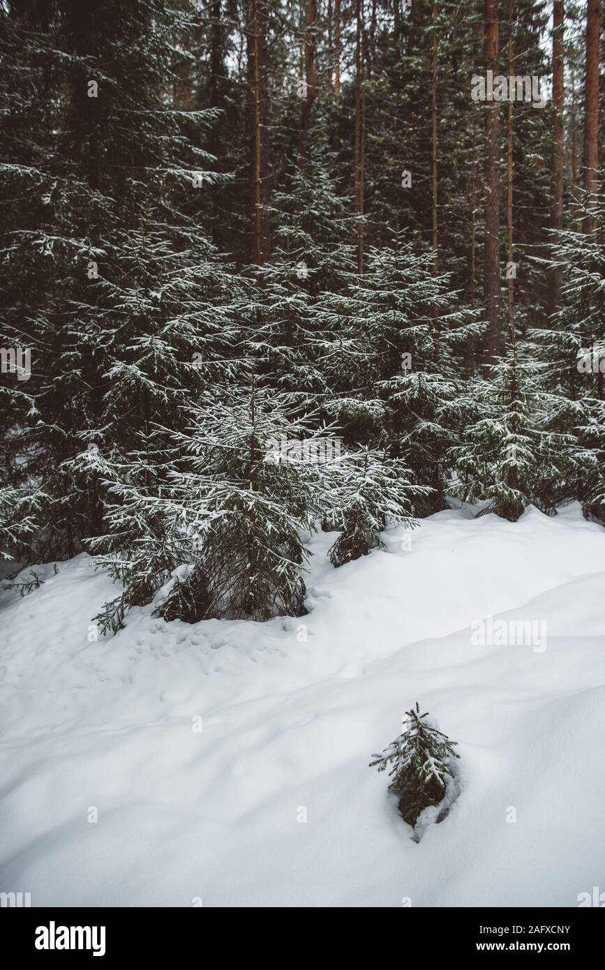 Winter forest landscape. Groups of firs are covered with thin light snow. Stock Photo