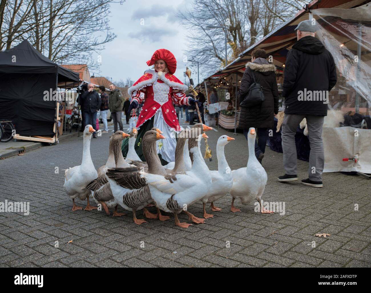 Pernis,Holland,14122019a female goose girl walks with a group of