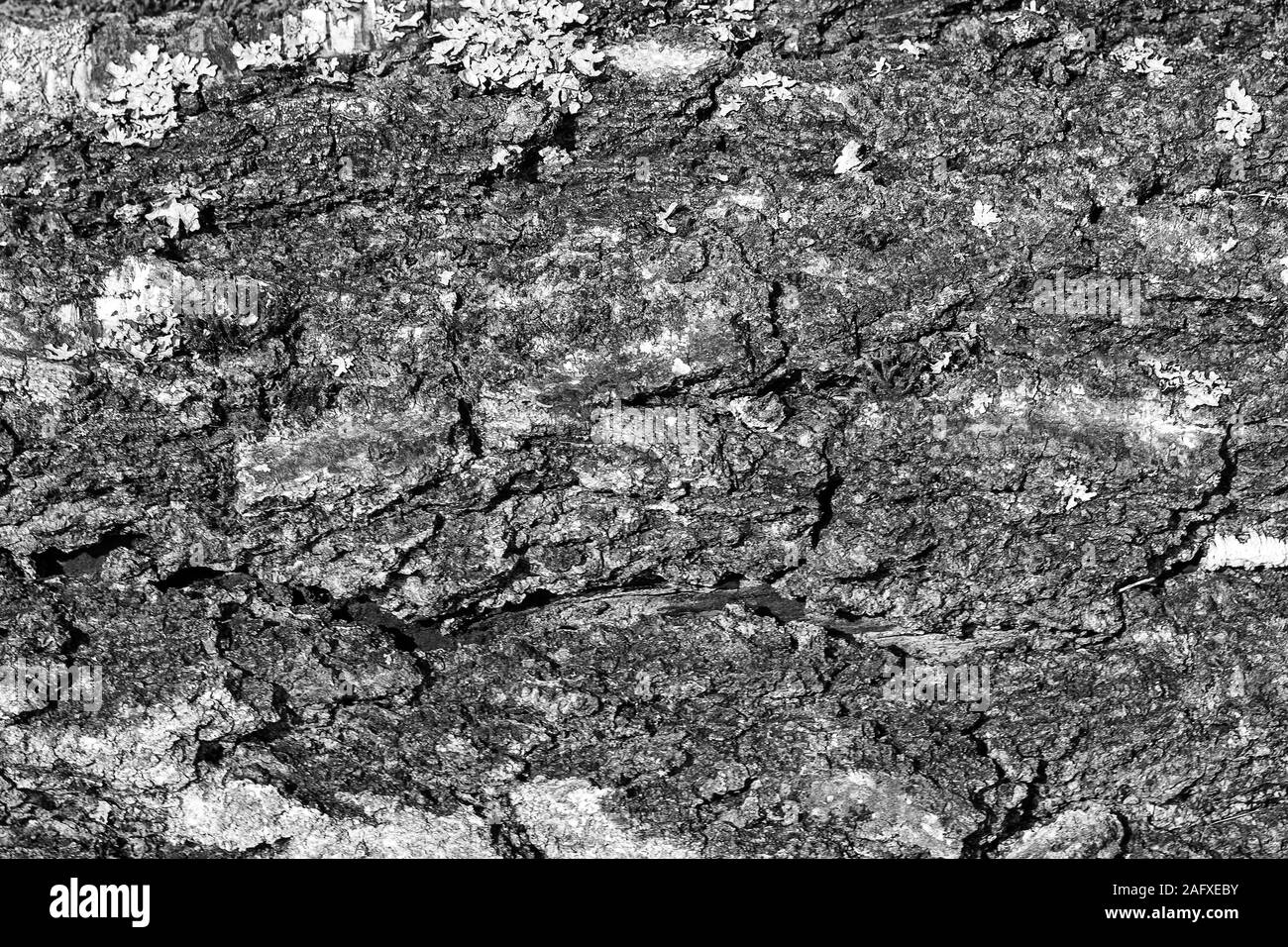 The Bark Of Old Birch Tree Texture. Abstract Background For Design 