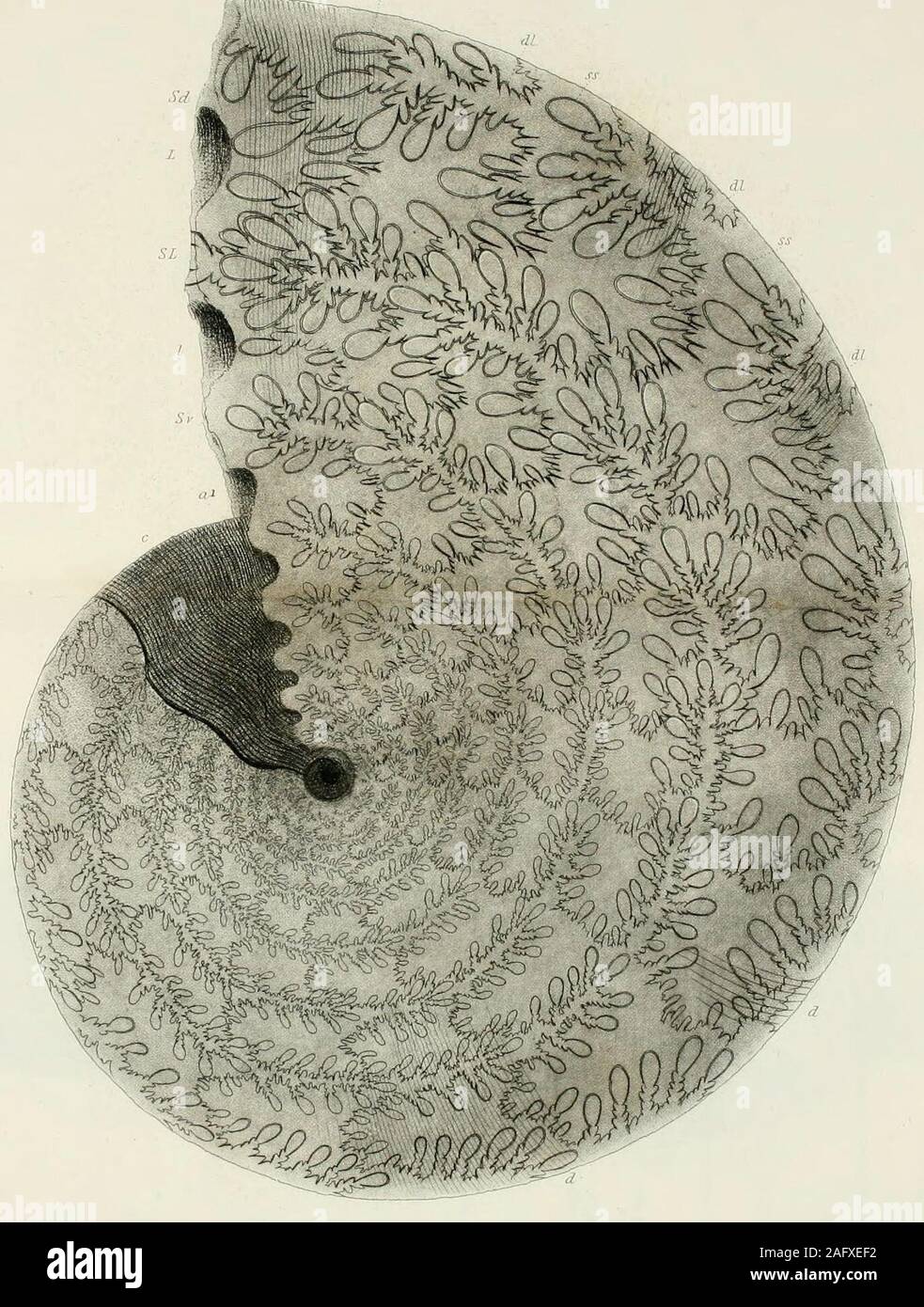 . Geology and mineralogy considered with reference to natural theology. 3vnbu£- by C HUlhrwurbCiUA/. A/aracms fomas of Ammonites. AMMONITES HETEROPHY] 1.1 S Stock Photo