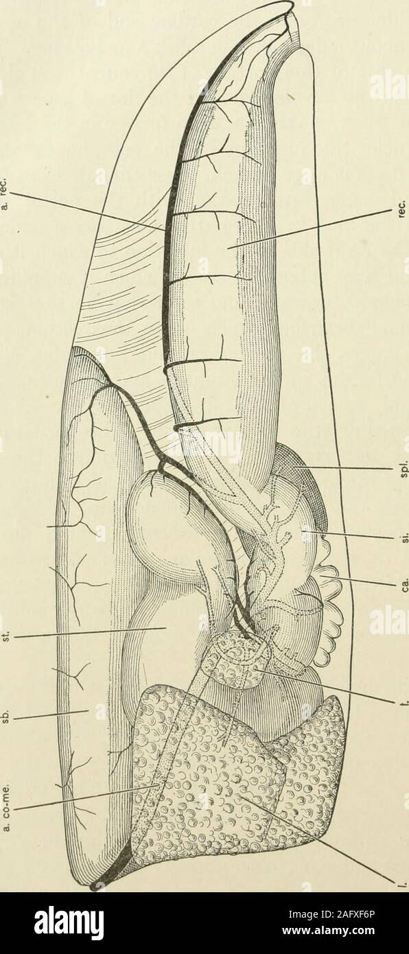 . Journal of morphology. of the alimentary canal camedown through the channel thus opened up, making a kind ofanomalous posterior mesenteric artery. Behind the spleen themain vessel (a.rec.) is continued in the median line down thedorsal side of the rectum to which it gives off several branches,and, at least in some cases, becomes directly continuous andalso anastomoses indirectly with some of the posterior ventralsegmental arteries. The coeliac division of the artery gives rise first to oesophagealbranches, some of the anterior of which may send twigs to theswim-bladder above and the liver be Stock Photo