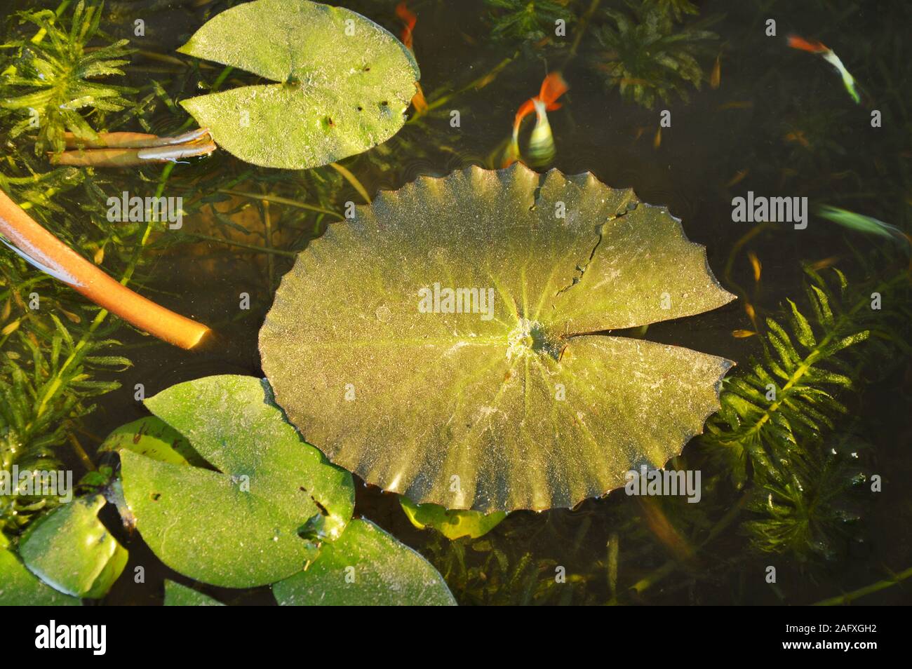 lotus leaf floating on water surface in basin Stock Photo - Alamy