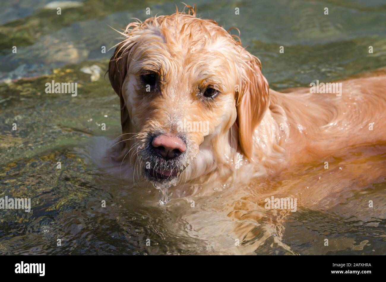 honey color golden retriever that swims, runs and plays in a little ...
