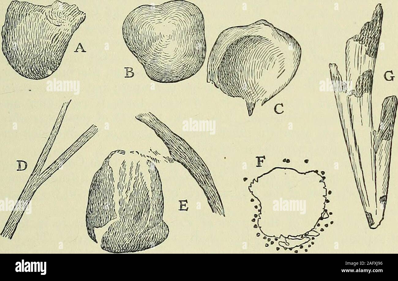 . The Quarterly journal of the Geological Society of London. [A &B are of the natural by 2 diameters, and C by 9.] gnified Compare the segments of Sphenopteris fontainei Seward (94) pi. i Vol. 69.] OCR KNOWLEDGE OF WEALDEN FLORAS. some specimens (for instance, A & E, text-fig. 4) the carbonizedcovering is broken at the distal end: there is, however, no decisiveevidence as to the nature of this structure, whether it is a capsuleor an inrolled fertile piece of lamina. The spore-masses, on sepa-ration from the covering and on treatment with macerating solution,show no indication of grouping into Stock Photo