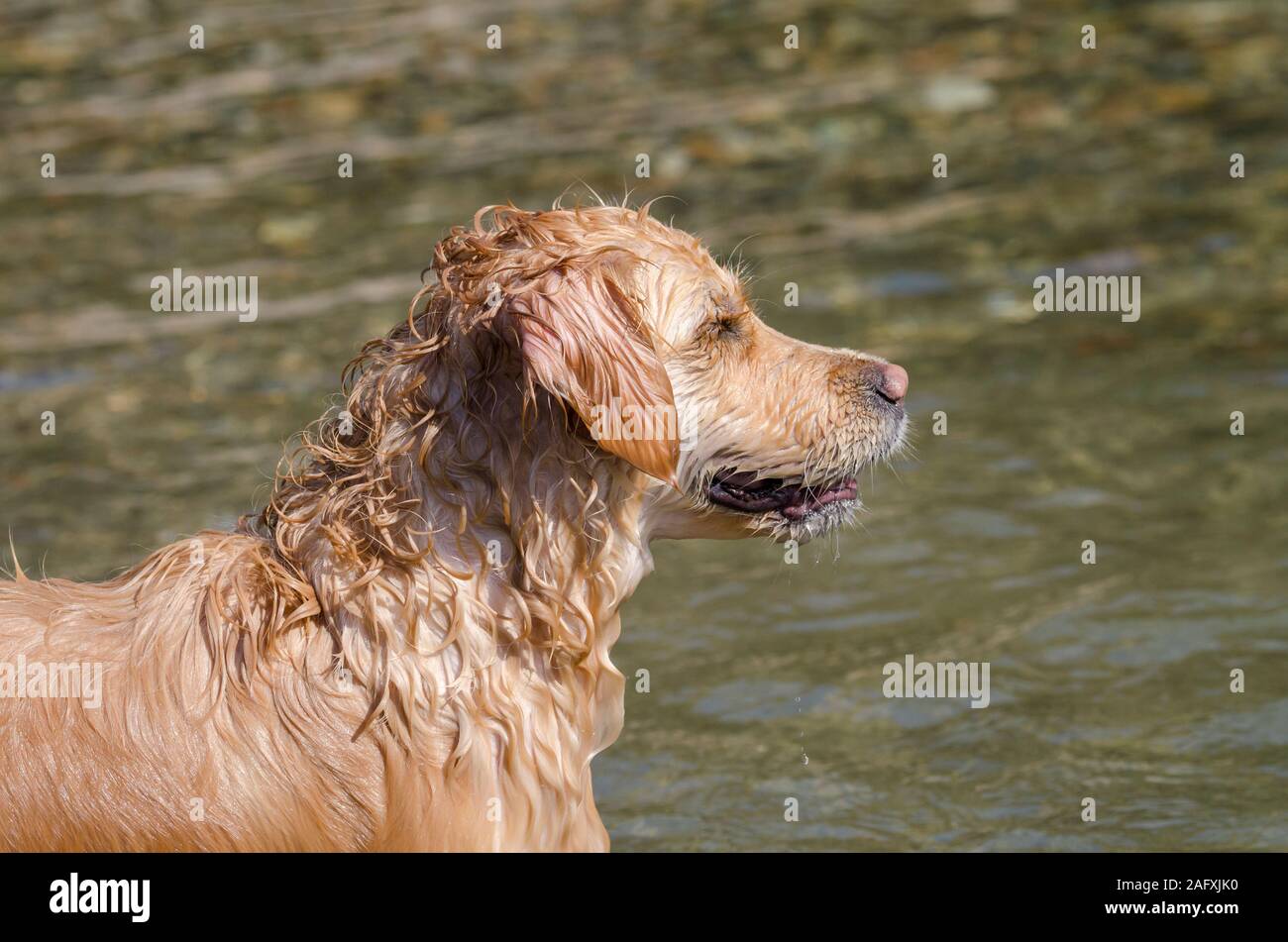 honey color golden retriever that swims, runs and plays in a little