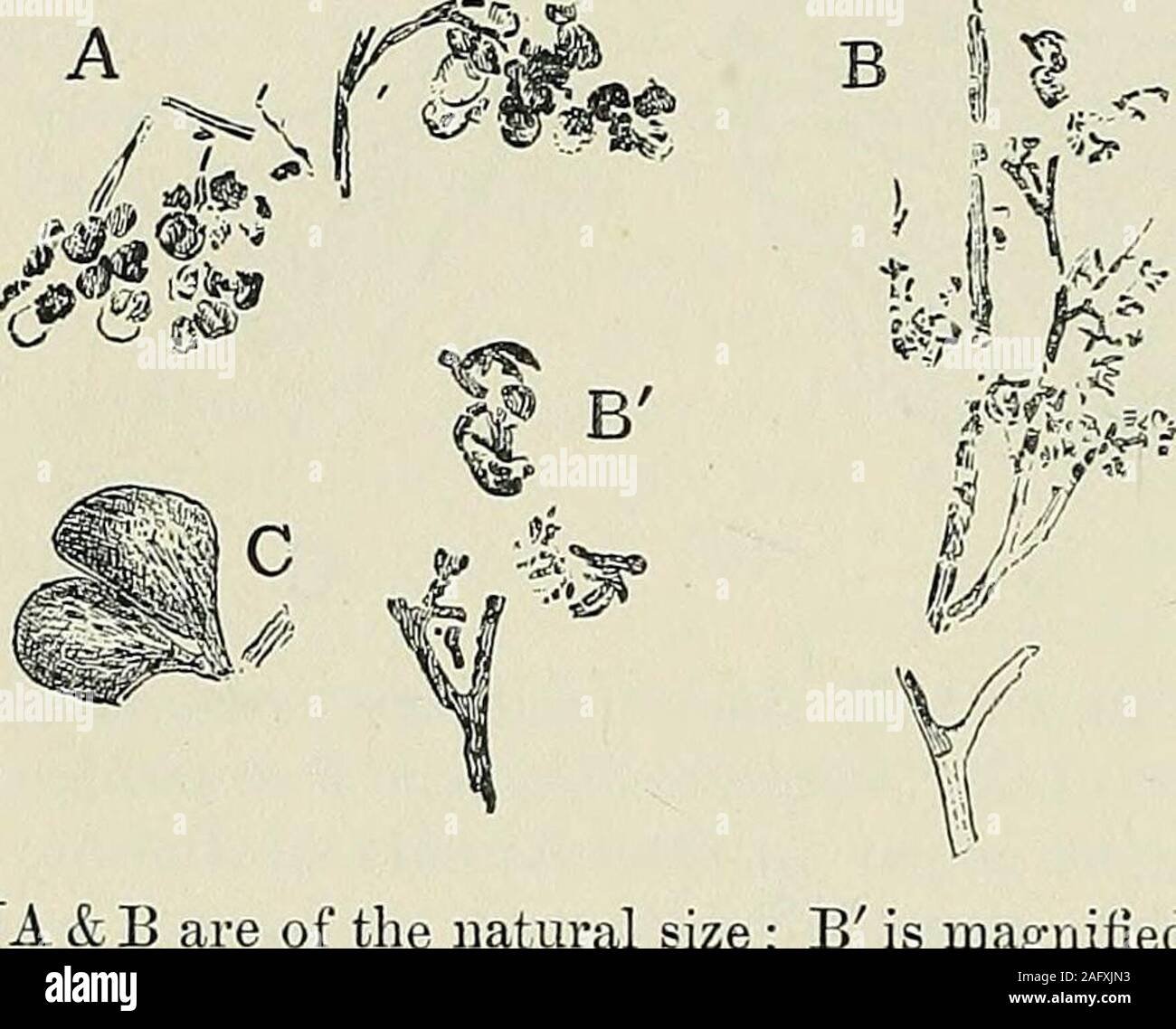 . The Quarterly journal of the Geological Society of London. 3) may bean indication of theirform. Xo sporangia havebeen recognized. The imperfect and bro-ken specimen representedof the natural size intext-fig. 3 B, affords thebest example of the habit of the fertile frond; at the apices ofa few of the branchlets are portions of the spore-masses. Apiece of the upper part of the specimen is shown twice the naturalsize in fig. 3 B. The occurrence of the fertile segments or spore-masses in connexion with the slender branches is shown moreclearly in PI. XII, fig. 12 a, and in text-fig. 3 A. One of Stock Photo