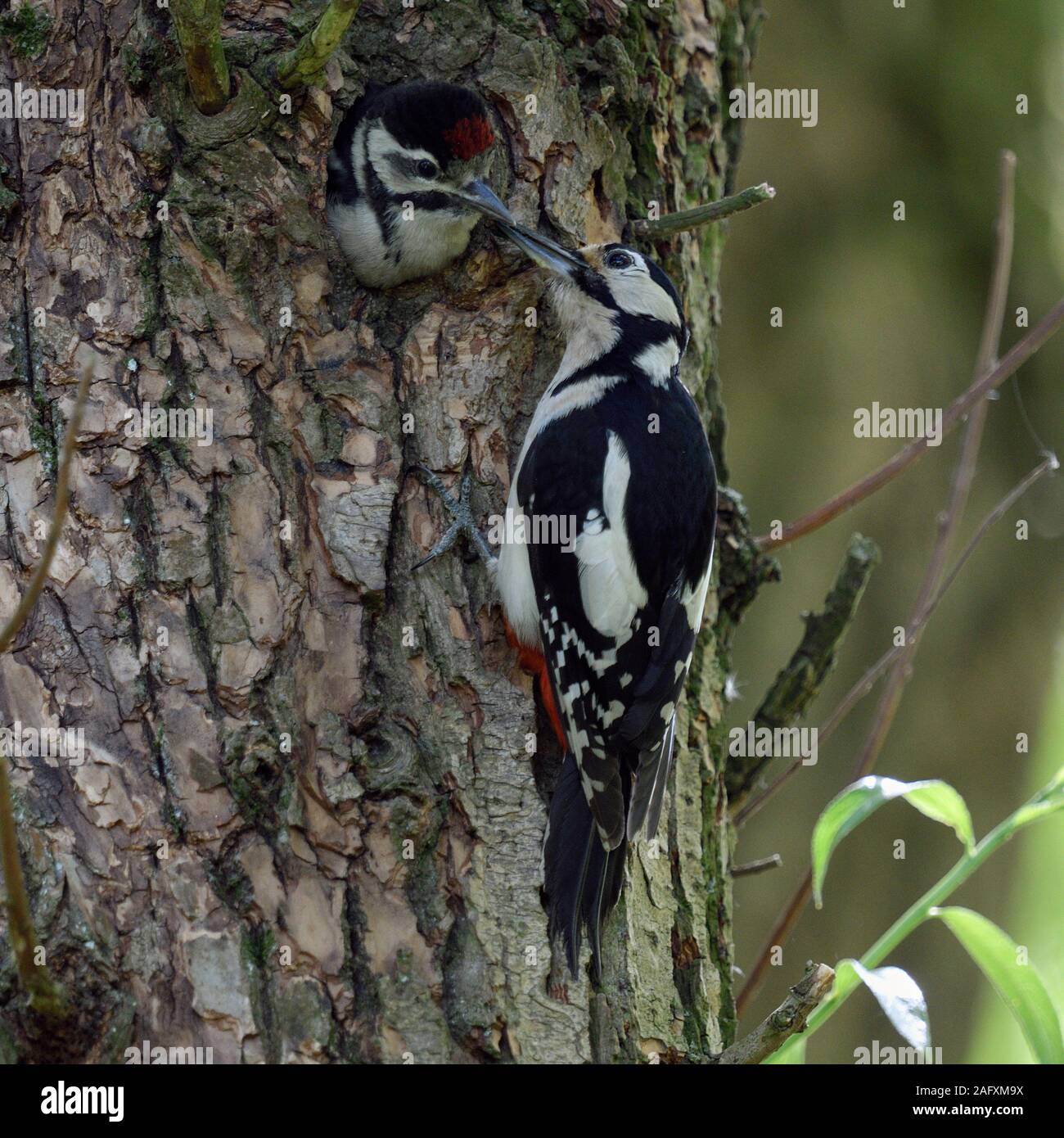 Greater / Great Spotted Woodpecker ( Dendrocopos major ) feeding young chick at nest hole, wildlife, Europe. Stock Photo