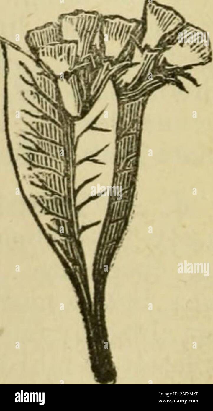 Flora of Syria, Palestine, and Sinai : from the Taurus to Ras Muhammas and  from the Mediterranean sea to the Syrian desert. 2/2J^ndages; Vfmgs oi  Q.OT£i branches .001 to .002 broad;lower