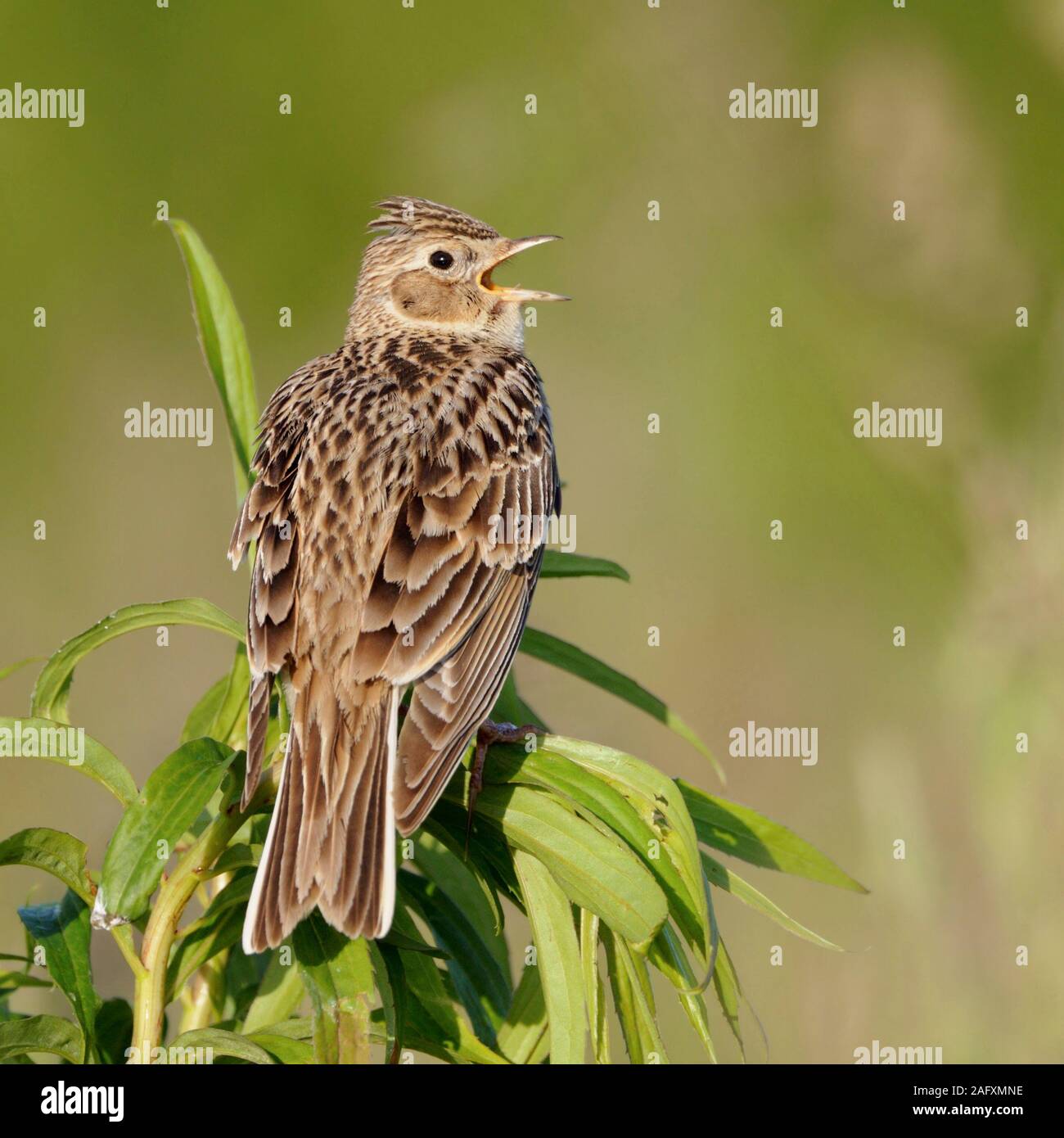 Skylark / Feldlerche ( Alauda arvensis ) perched on top of a plant, singing its typical song, nice backside view, wildlife, Europe. Stock Photo