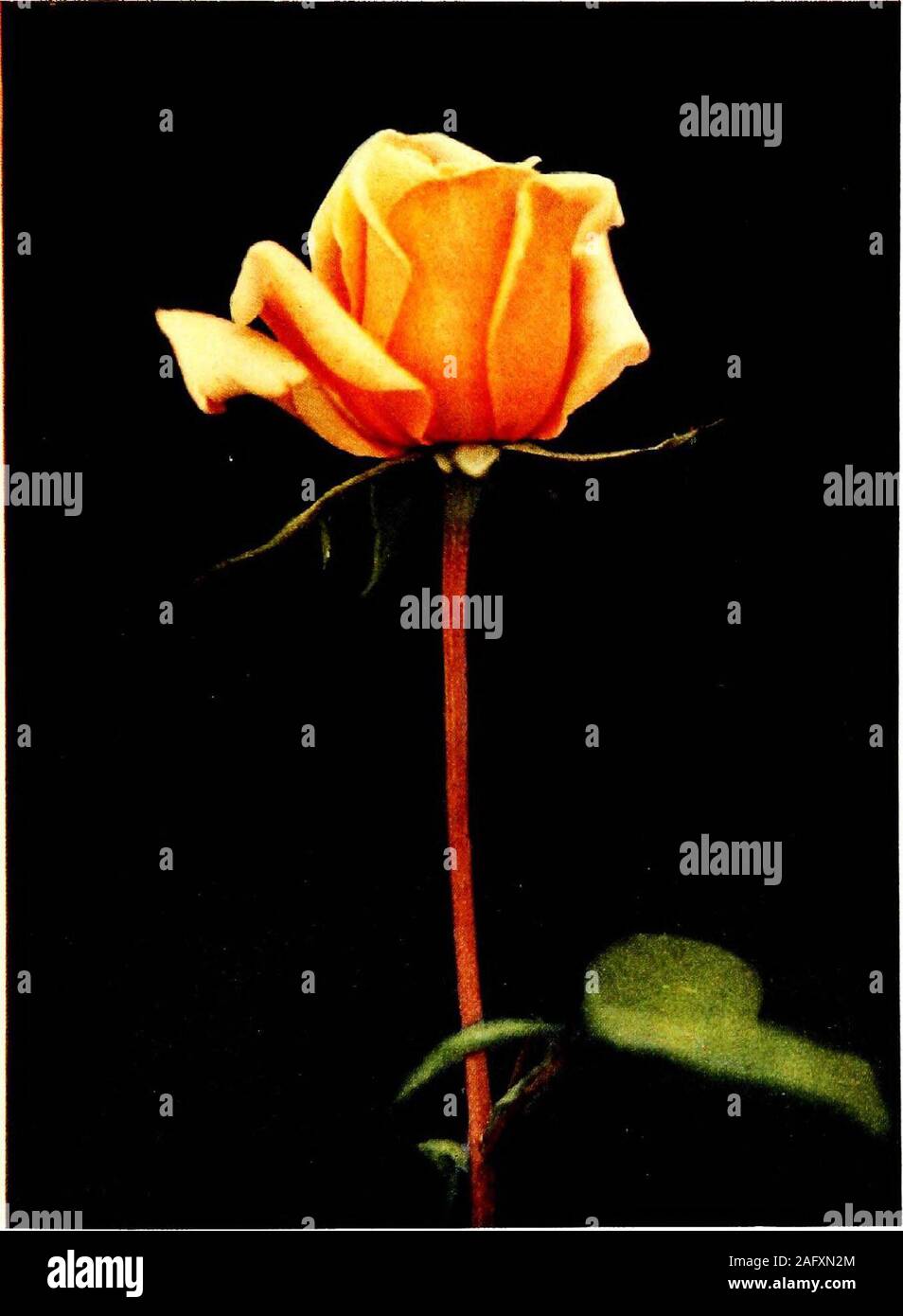 . The practical book of outdoor rose growing for the home garden. 6ee list MRS. LEONARD PETRIE Ili/hrid TeaAi-liX. DrrK-ox & Sons. IDIO Stock Photo
