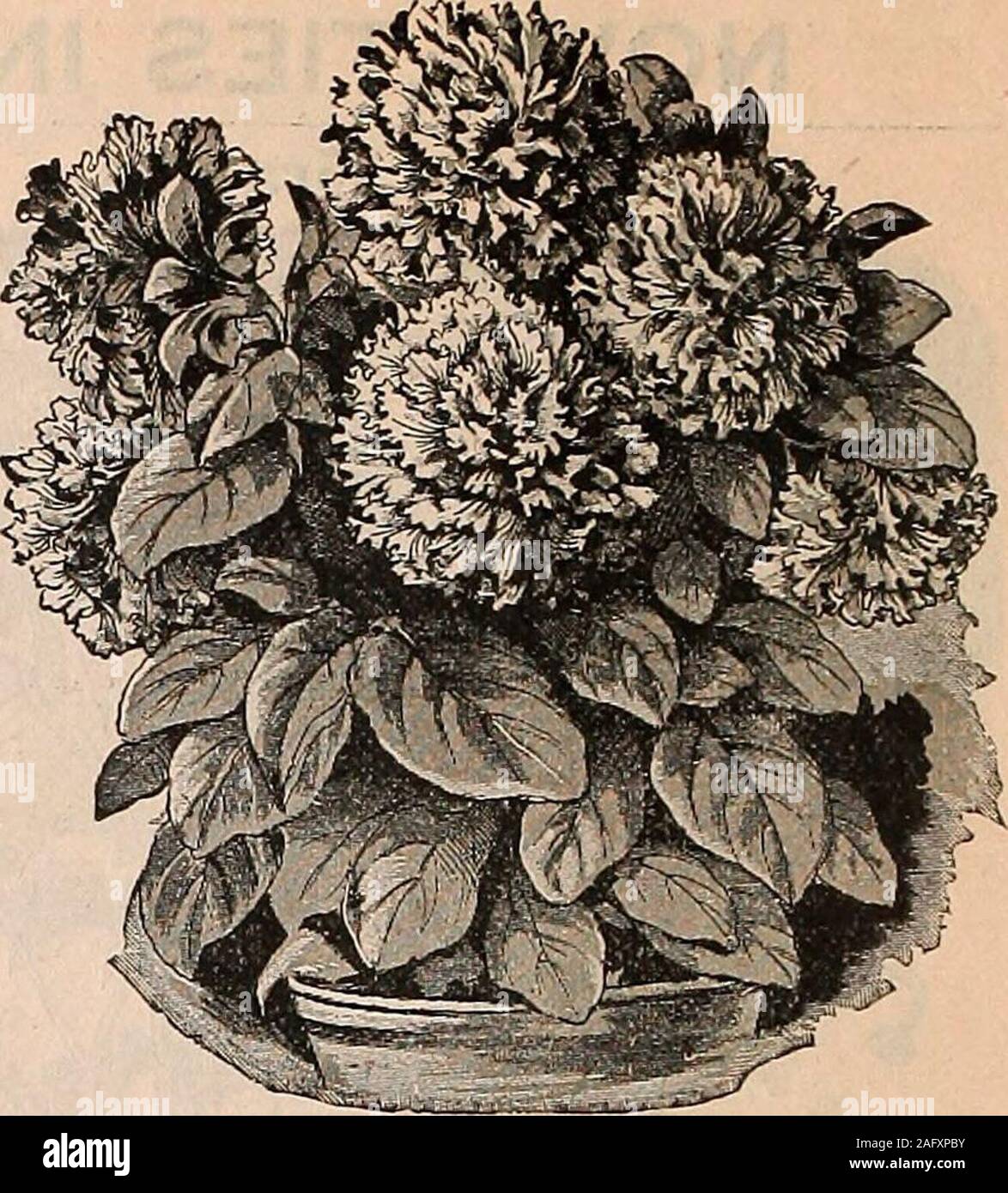 . Catalogue of vegetable and flower seeds : catalogues free to all. rf variety of Sunflower. The plants form regular compact bushes,that measure when fully developed about 10 to 12 inches in height and 14 to 16 inches in diameter.Above the dark-green small leaves are borne on wiry strong stems the single ray floret flowers, of apretty yellow color, while the centre of the flower is black. Helianthus Perkeo will prove to be a veryvaluable addition where cut flowers are in demand. The uninterruptedly long flowering season, fromthe end of June until killed bv frost, will make it valuable for plan Stock Photo