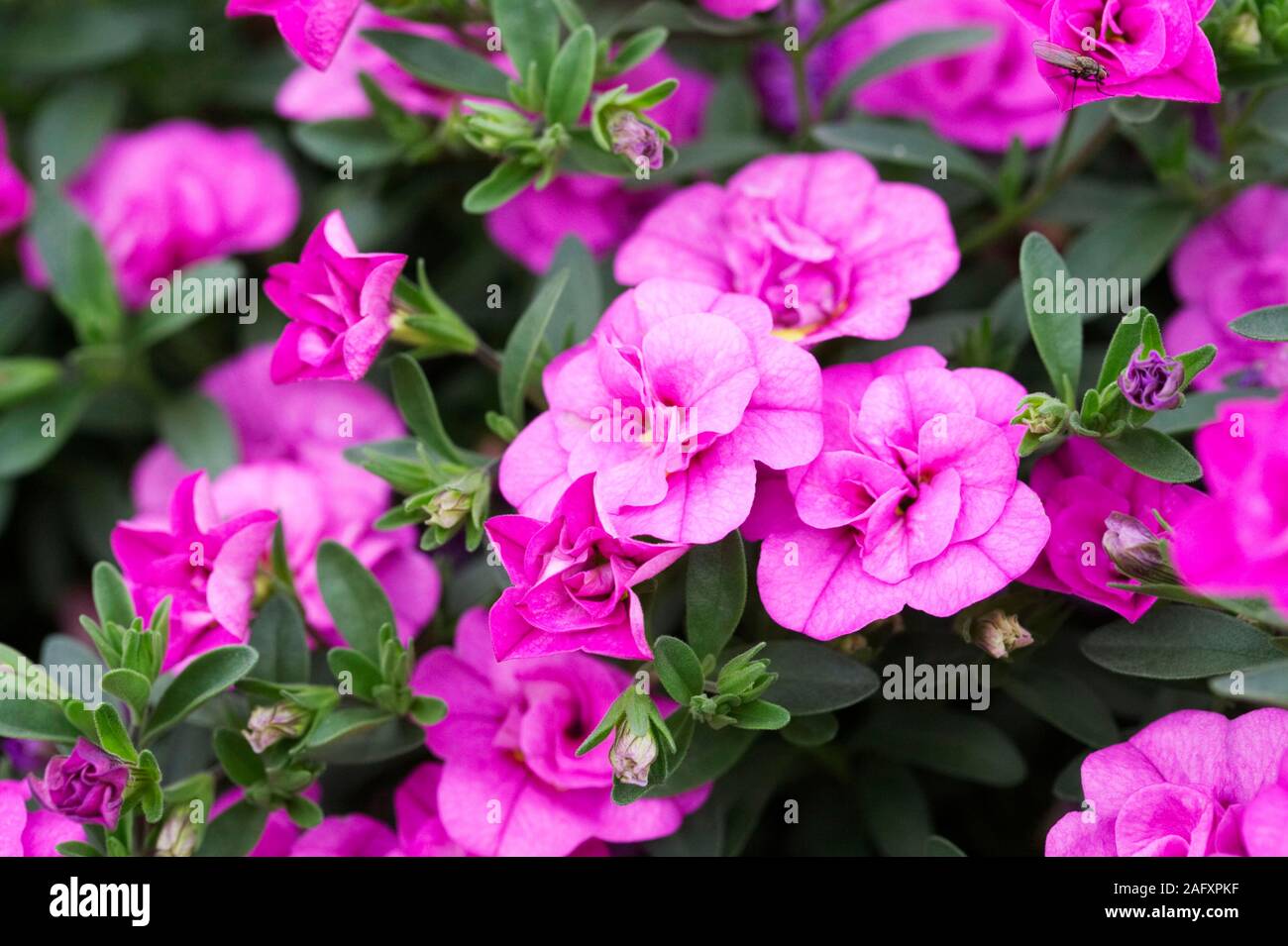 Calibrachoa Can Can Double 'Pinkmania' flowers. Stock Photo