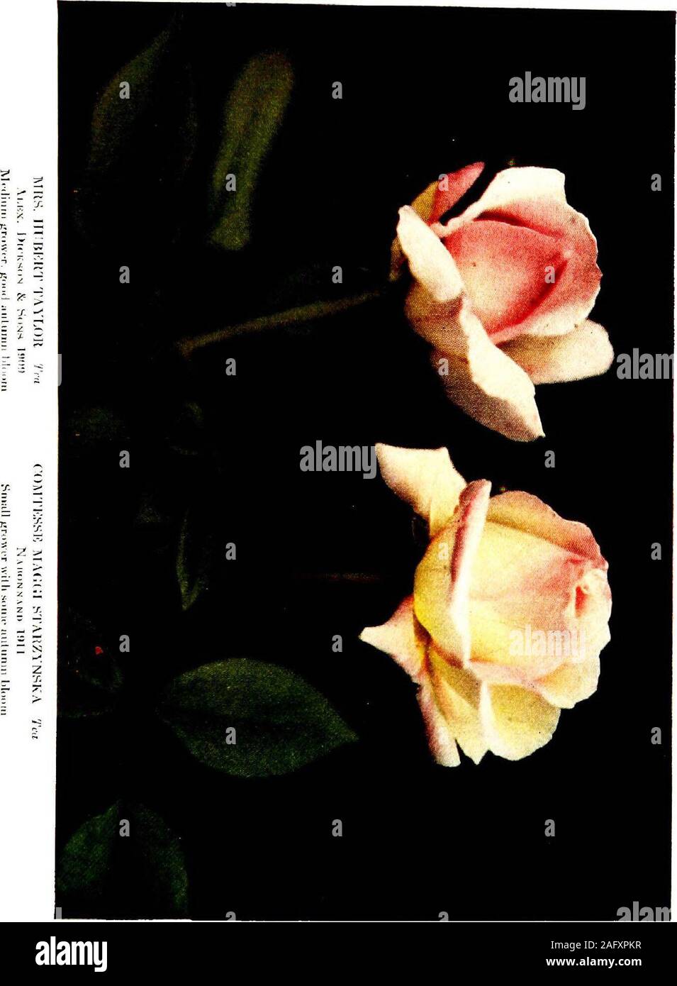 . The practical book of outdoor rose growing for the home garden. MRS. CHARLES E. ALLAN nyhrid Tea Huoii Dickson )!»1 Weak grower in Middle Atlantic States. Stock Photo