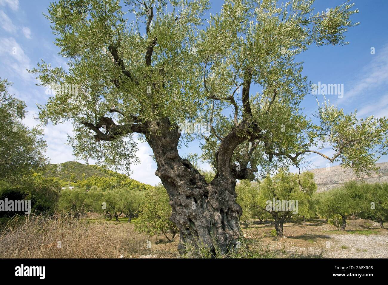 Oliver tree hi-res stock photography and images - Alamy