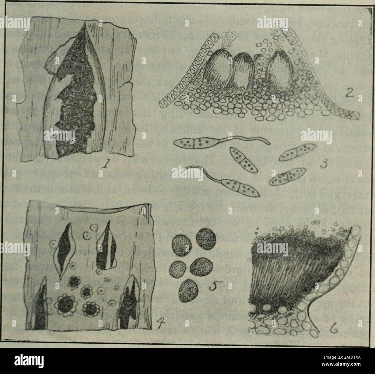 . Appendix to the Journals of the Senate and Assembly of the ... session of the Legislature of the State of California. Figure 2. 1. Credo sorus, with spores and mycelium. 2. Teleuto sorus and teleutospores and mycelium. (After Halsted.). Figure 3. 1,2,3. DarlHca filum: 1. Infected sorus: 2. Cross-section showing pycnidia and spores-3. Spores magnified, two showing germ lubes. 4, 5, 6. Tubercularia persicina: i Parasitein sorus of rust; 5. Spores of parasite, magnified; 6. Section through sorus, showing narasite with spores. (After Halsted.) & f a» 84 REPORT OF STATE BOARD OF HORTICULTURE. cur Stock Photo