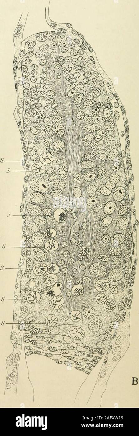 . Journal of morphology. Fig. 9 (ielastocoris oculatus Fabr. A and /?, longtitudinal sections throughtwo terminal (•hambcrs of two tubes from the same ovary. These sections aretaken from a young ovary and illustrate the gradual transition of the small nucleiof the apex into the large food nuclei and into the oocytes. They also show thatthe young oocytes (S) are scattered among the food nuclei and that there are notthree distinct zones of nuclei as in Protenor. X 467. 344 CHROMOSOMES OF THE REDUVIIDAE 345 for the study of the continuity of the ova from the tip of the endchamber to maturity. Fig Stock Photo