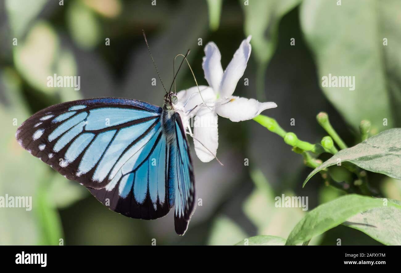 Blue tiger butterfly (tirumala limniace) on a white flower in Nepal Stock Photo