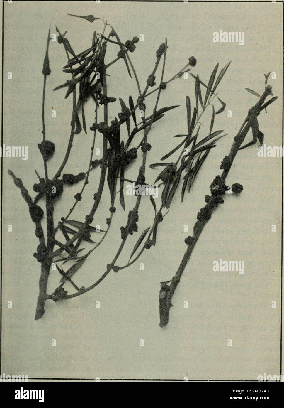 Olive knot disease hires stock photography and images Alamy