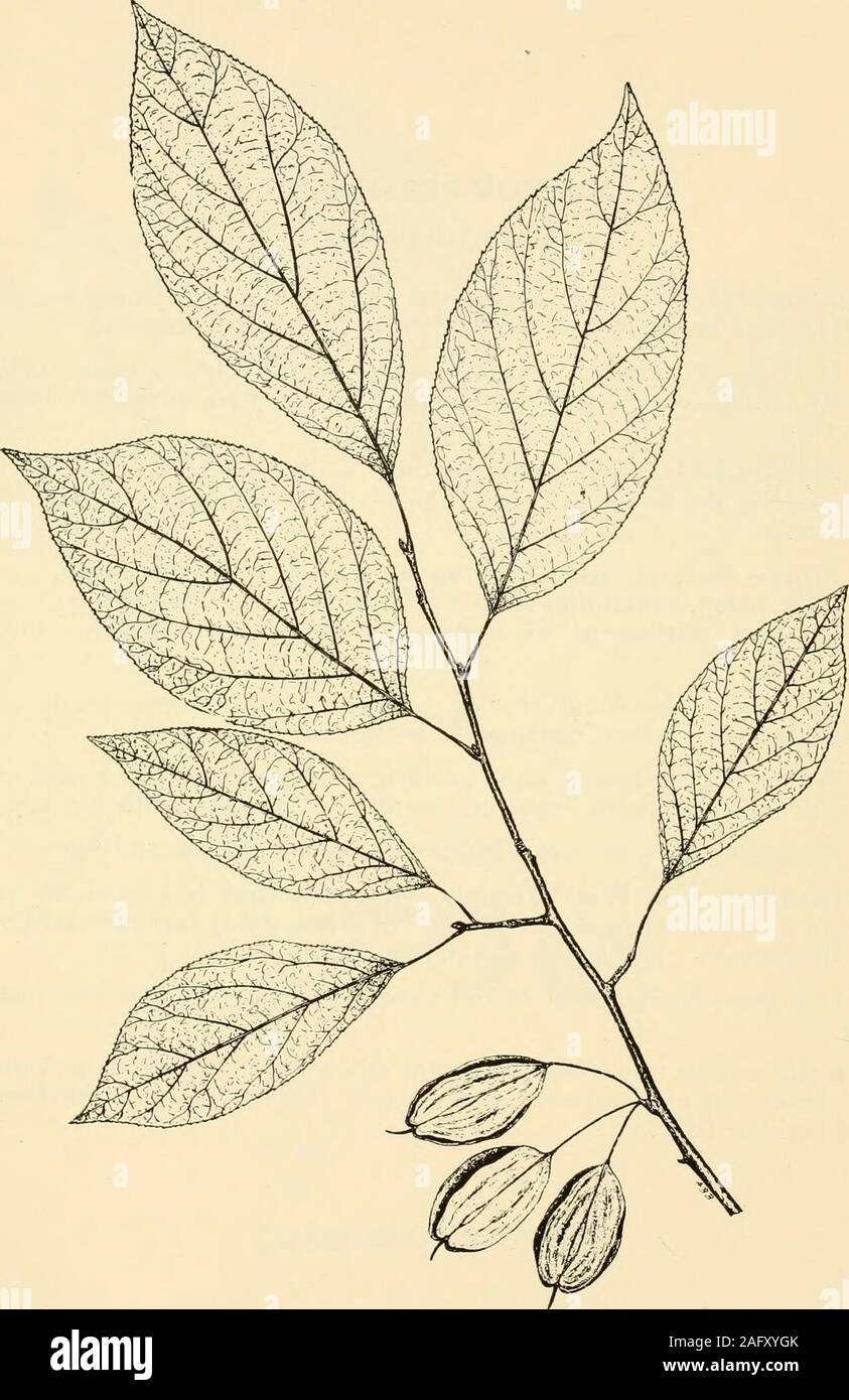 . West Virginia trees. the pistillate solitary and borne onshort stalks. Fruit.—Matures after frost in autumn ; a si)herical yellowish,plum-like berry, containing from 1-8 large seeds, and with large, per-sistent calyx; astringent when green, sweet and edible when fullyripe. Bark.—Rough on old trunks, with dark gray ridges which arebroken into somewhat rectangular sections. Wood.—Hard, heavy, close-grained, taking a high polish, brownto black Avith yellowish sapwood, sometimes streaked with black. Range.—Connecticut to Florida and west to Texas and Iowa. Distribution in West Virginia.—Not abun Stock Photo