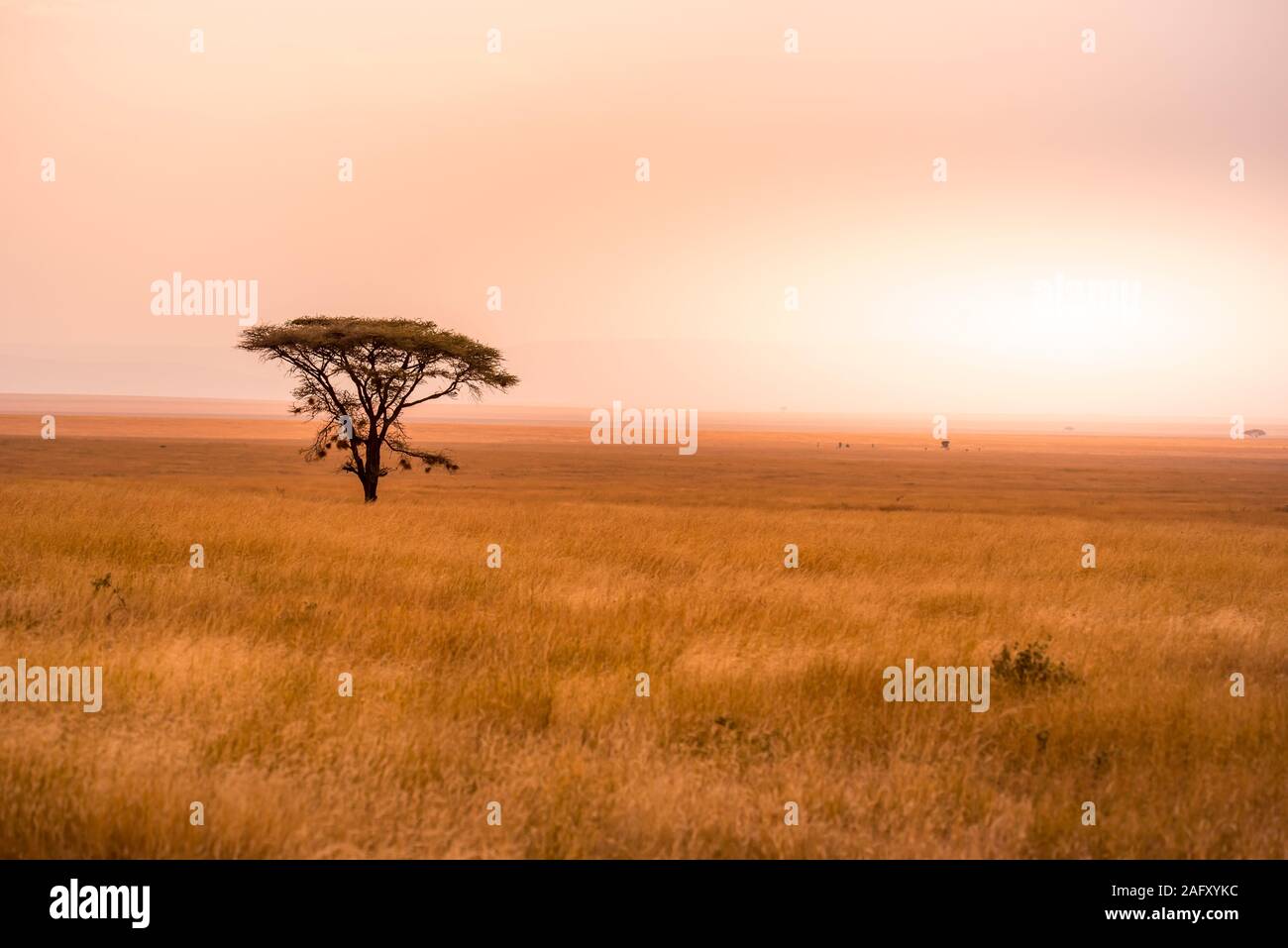 Desert landscape acacia tree hi-res stock photography and images - Alamy