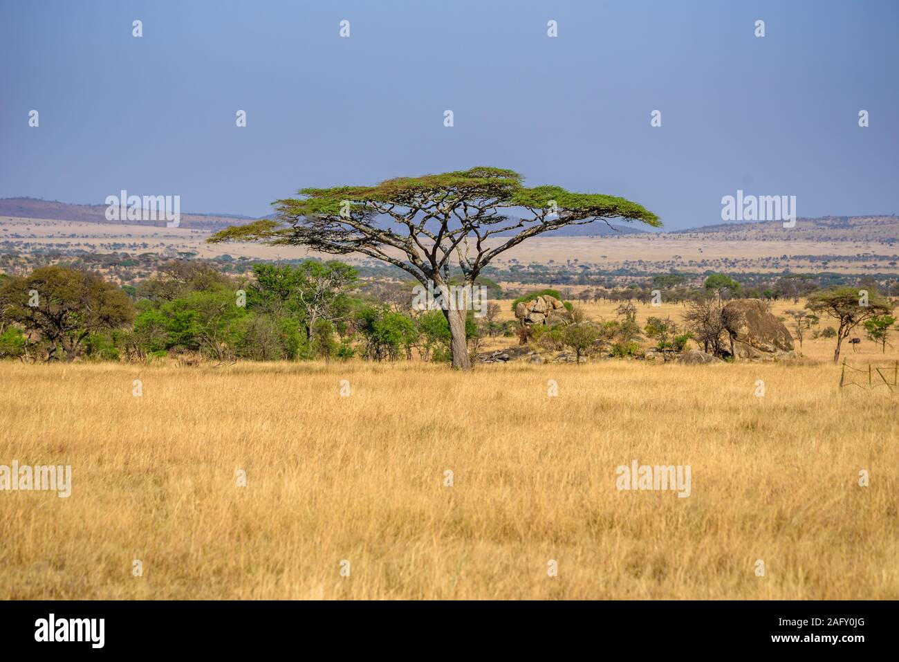 Savannah desert hi-res stock photography and images - Alamy