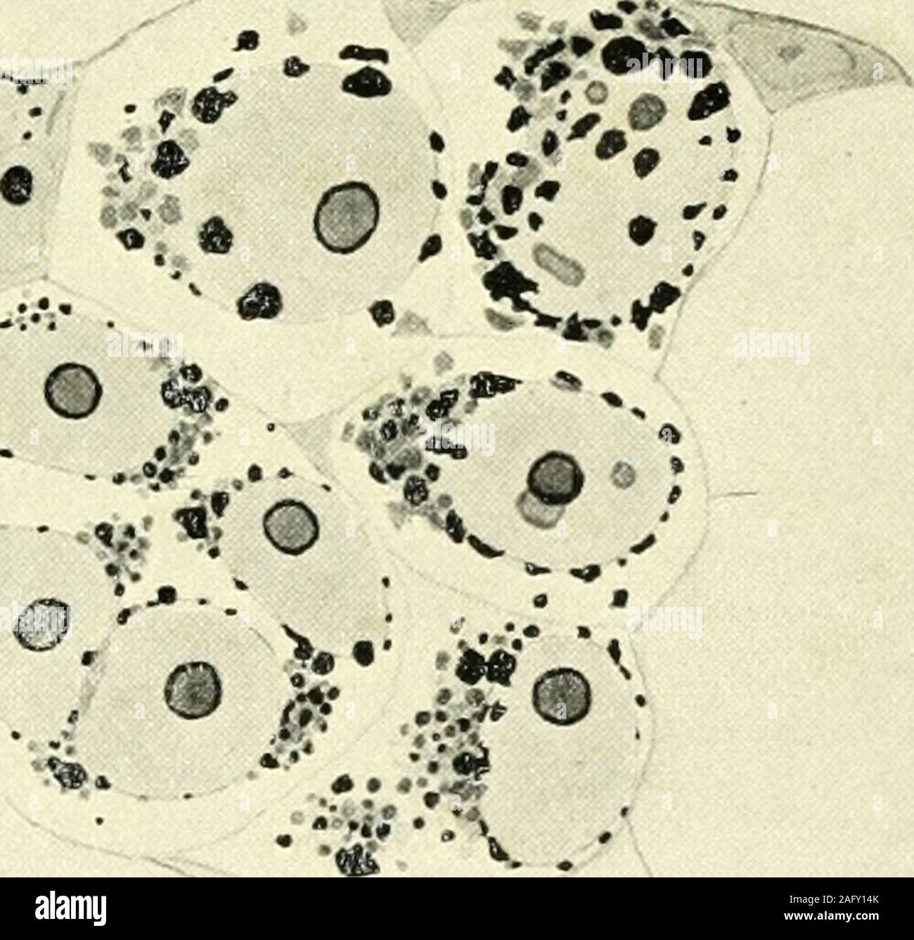 . The American journal of anatomy. 151 PLATE 2 EXPLANATION OF FIGURES 4 and 5 Fundulus heteroclitus. Fixation: Benda. Stain: Benda. Meta-phase and anaphase of the mitotic division of primary spermatogonia. 6 Same material. Tertiary spermatogonium. 7 Same material. Tertiary spermatogonium: metaphase. 8 Fundulus majalis. Fixation: Benda, without acetic acid. Stain: Benda.First spermatocyte. 9 and 10 Same material. ^Nletaphase and anaphase of first division ofmaturation. 11 Fundulus heteroclitus. Fixation: Regaud. Stain: acid fuchsin-methjd-green. Anaphase of first division of maturation. 12 Same Stock Photo
