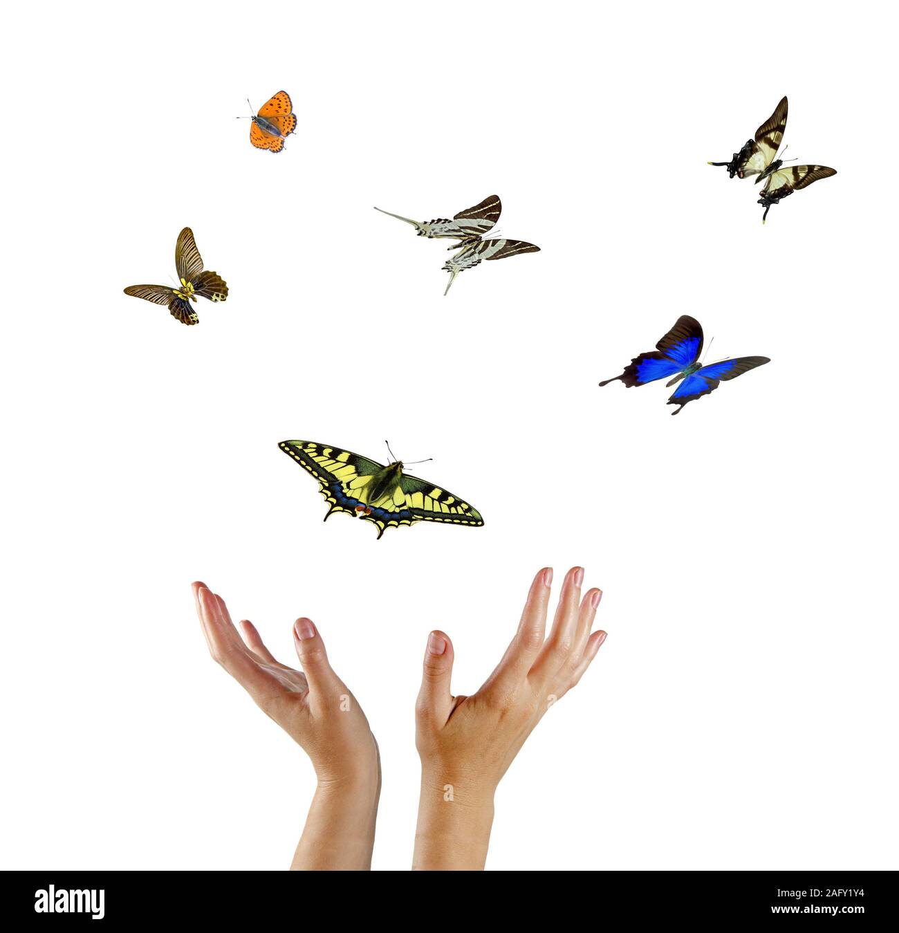 Butterfly flying woman hands hi-res stock photography and images - Alamy