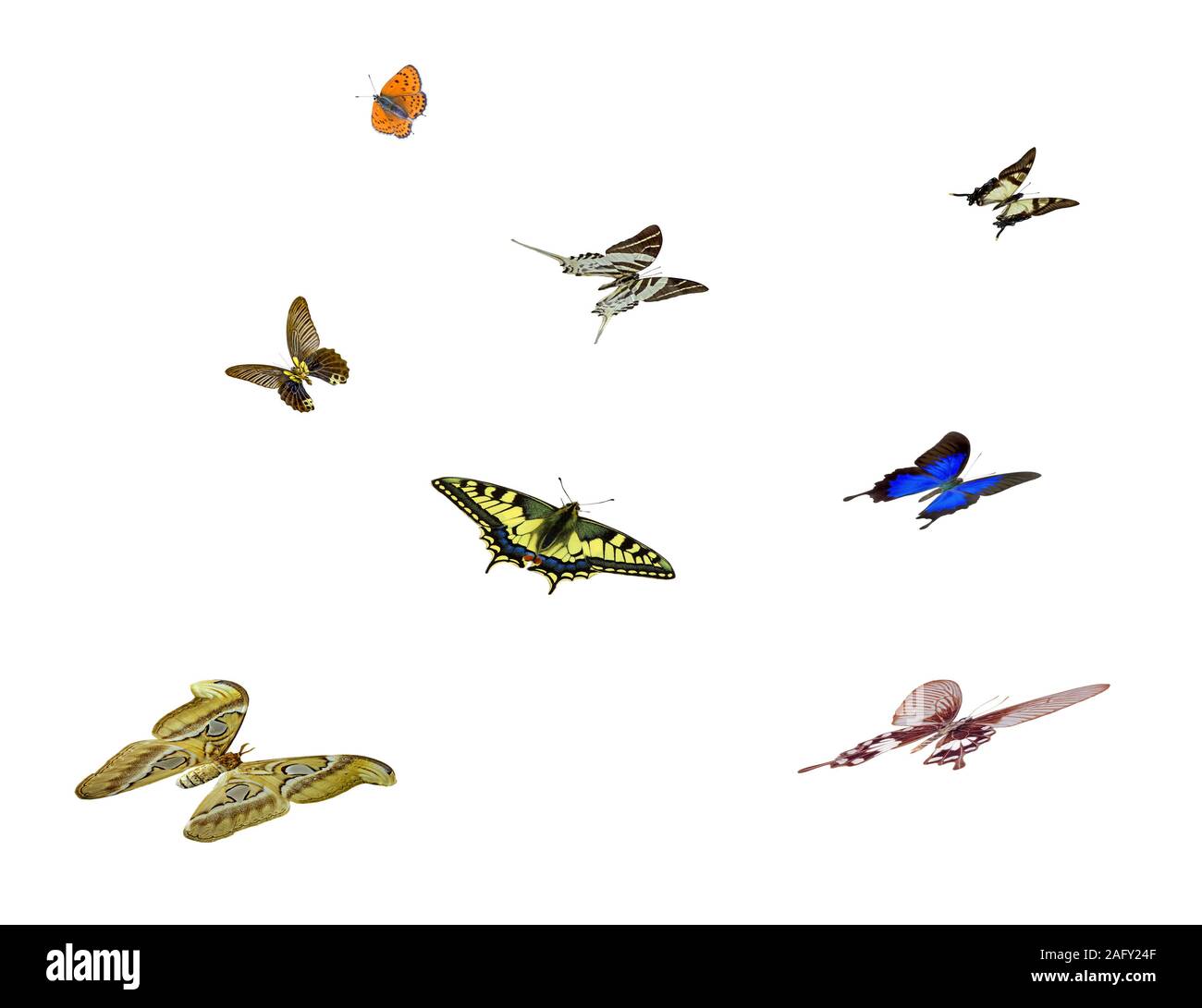 butterflies isolated on white background Stock Photo - Alamy