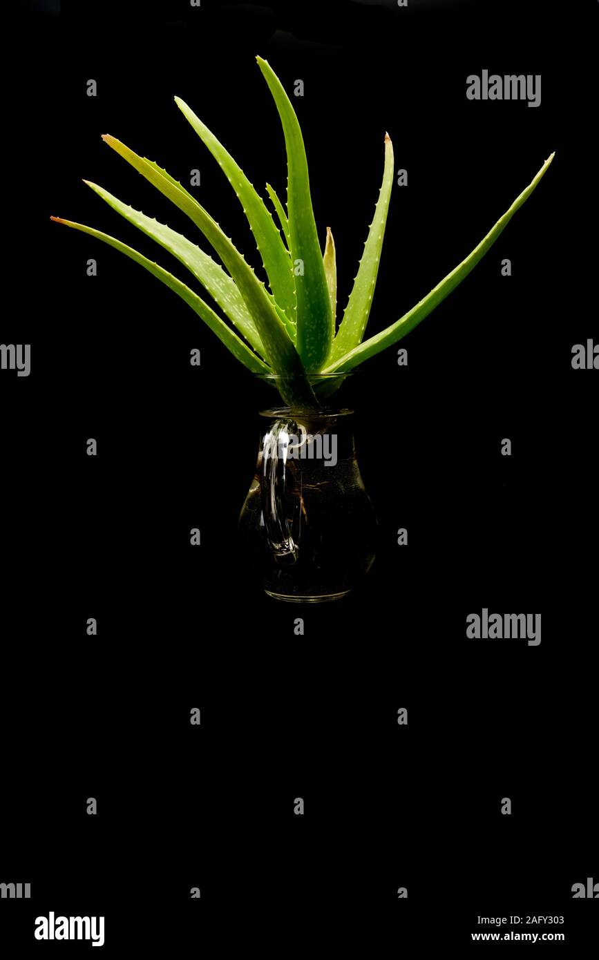 aloe-vera plant rooting in a jug with water Stock Photo - Alamy