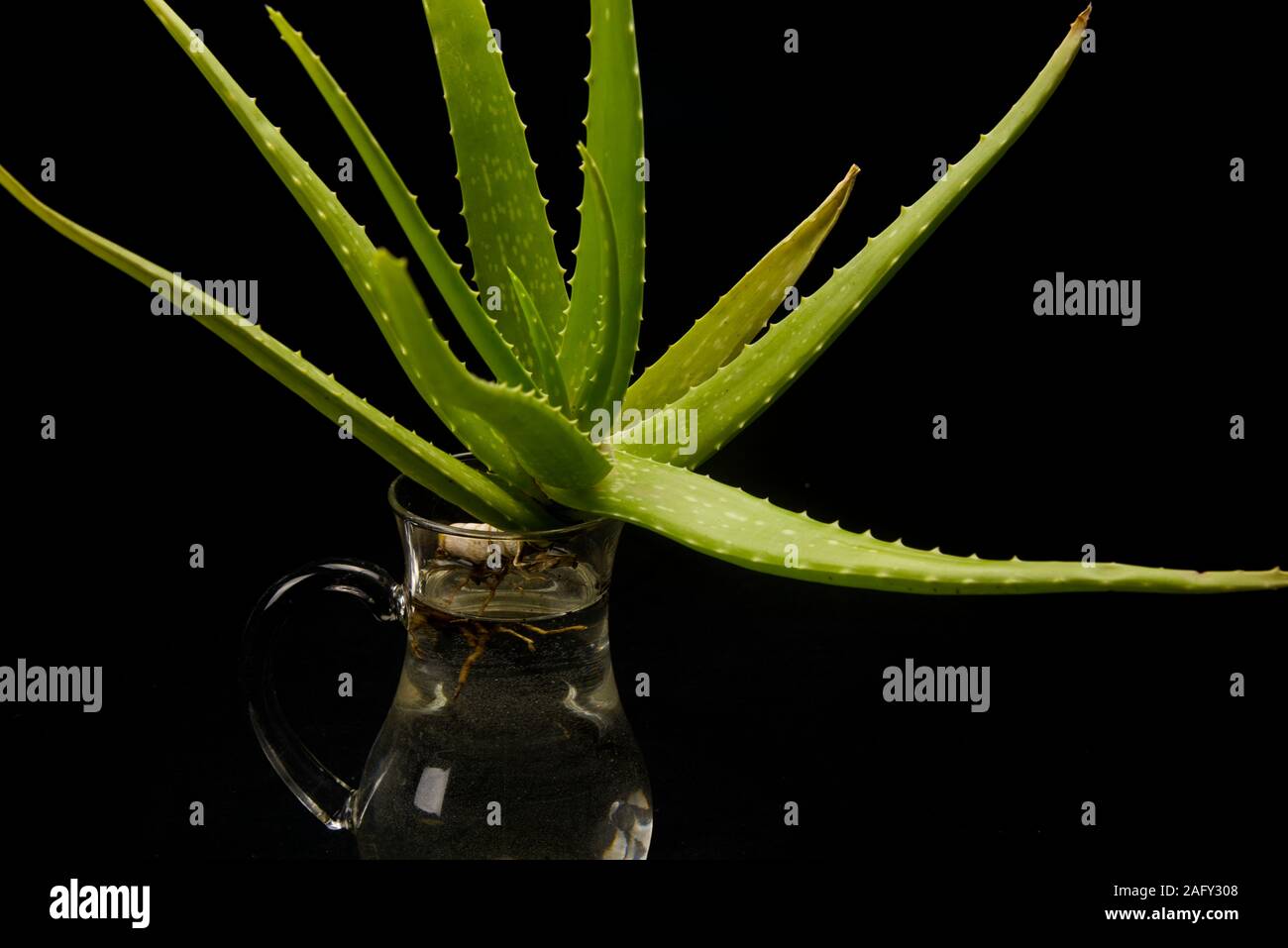 Aloe Vera Plant Rooting In A Jug With Water Stock Photo 336811896
