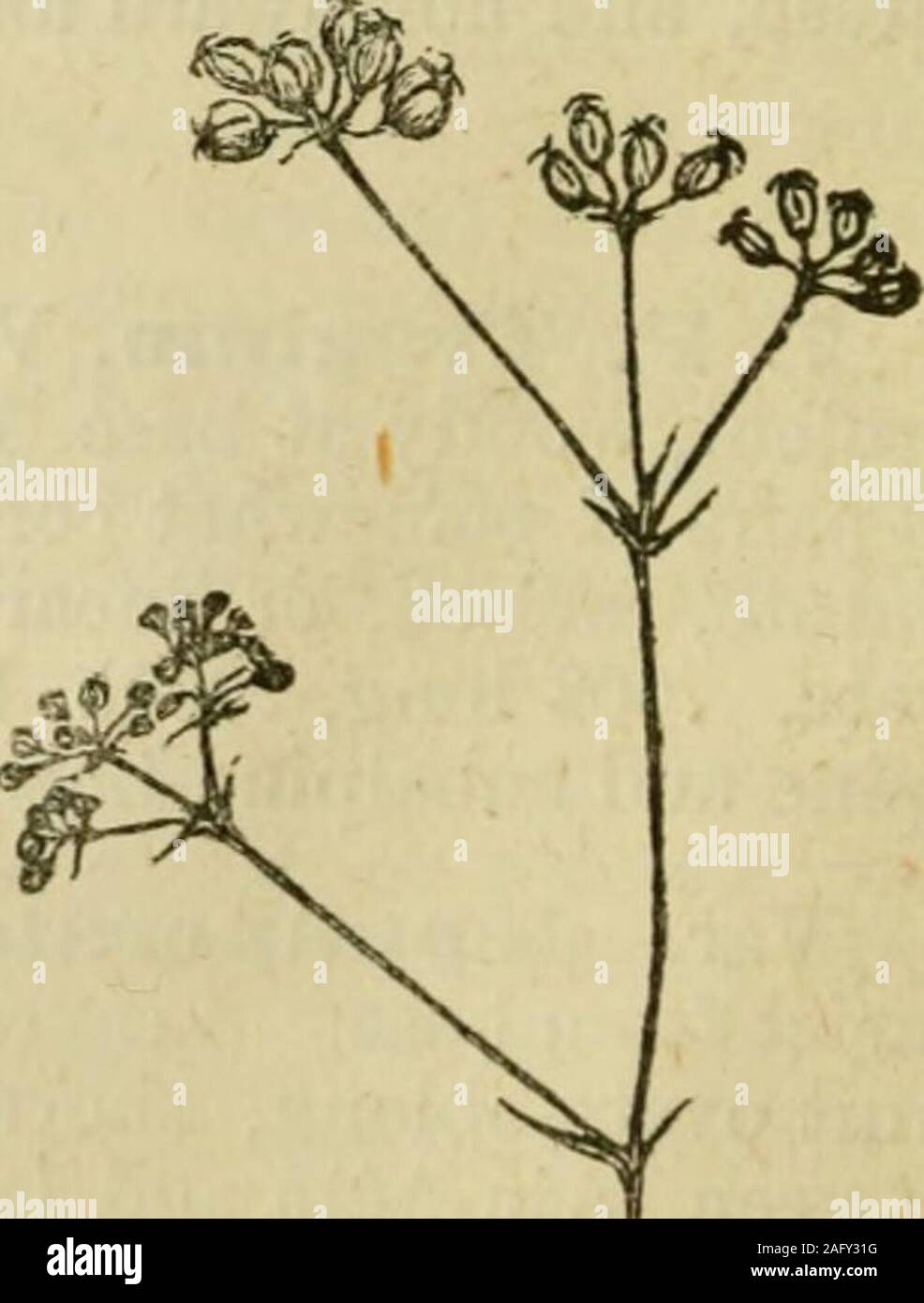 . Flora of Syria, Palestine, and Sinai : from the Taurus to Ras Muhammas and from the Mediterranean sea to the Syrian desert. Fig. 181. Root-leaves stem-leaves ovate in outline, dissected into setaceous lobes.Umbels short, 2-4-rayed ; bracts of in-volucre and involucel subulate, acute,the latter nearly as long as flowers ;pedicels scarcely as long as .002 long,shining fruits — August and September— Woods and thickets ; Amanus toAkherdagh. A plant with aspect ofCarum setaceum, Schrenck = Bunium ca-pillifolium, Kar. et Kir.. Fruiting umbels of S. capillifolia, UMBELLIFER^. (PARSLEY FAMILY.) 351 Stock Photo