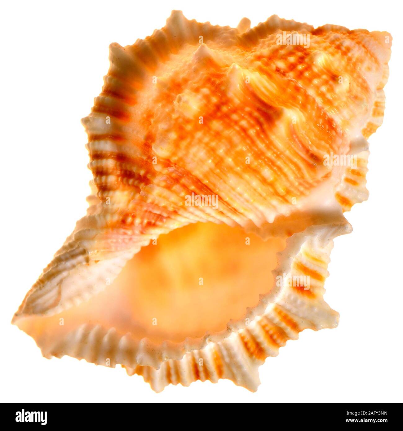 Common Frog shell (Bufonaria rana) c5.5cm. Region IndoPacific / Japan