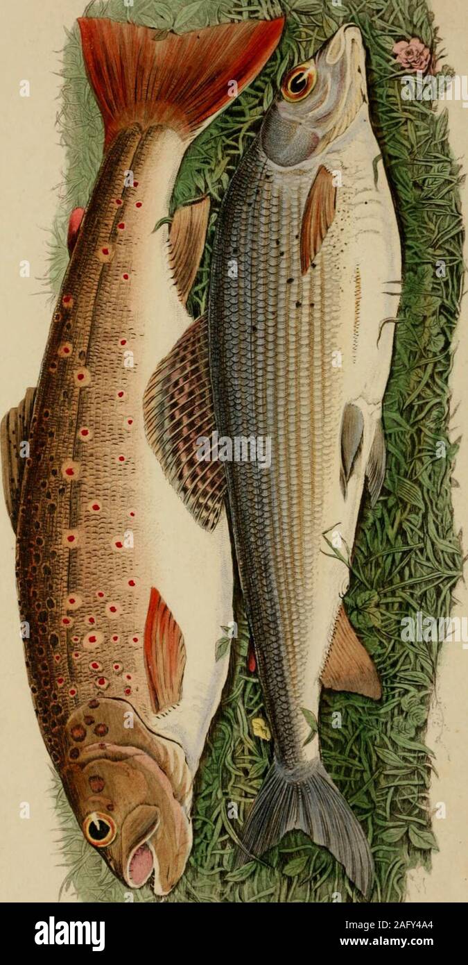 . The fly-fisher's entomology : illustrated by coloured representations of the natural and artificial insect, and accompanied by a few observations and instructions relative to trout-and-grayling fishing. of, 45Sudden cessation of rises, 43 Tackle, 22 Tackle-makers, 33 Taste and smell offish, 11,16 Temper of hooks, 27 Throwing a fly, art of, 38 Throwing to a fish just risen,44 Trout, measurement, 1 ;weight, 1 ; fins, 1 ; colour,2 ; condition, 2 ; haunts,3; stationary position, 5;hearing, 6 ; sight, 8 ; taste,and smell, 11 ; feeding,&c., 12 Turkey Brown, 78 Umber, or Grayling, 20 Wasps and Bees Stock Photo