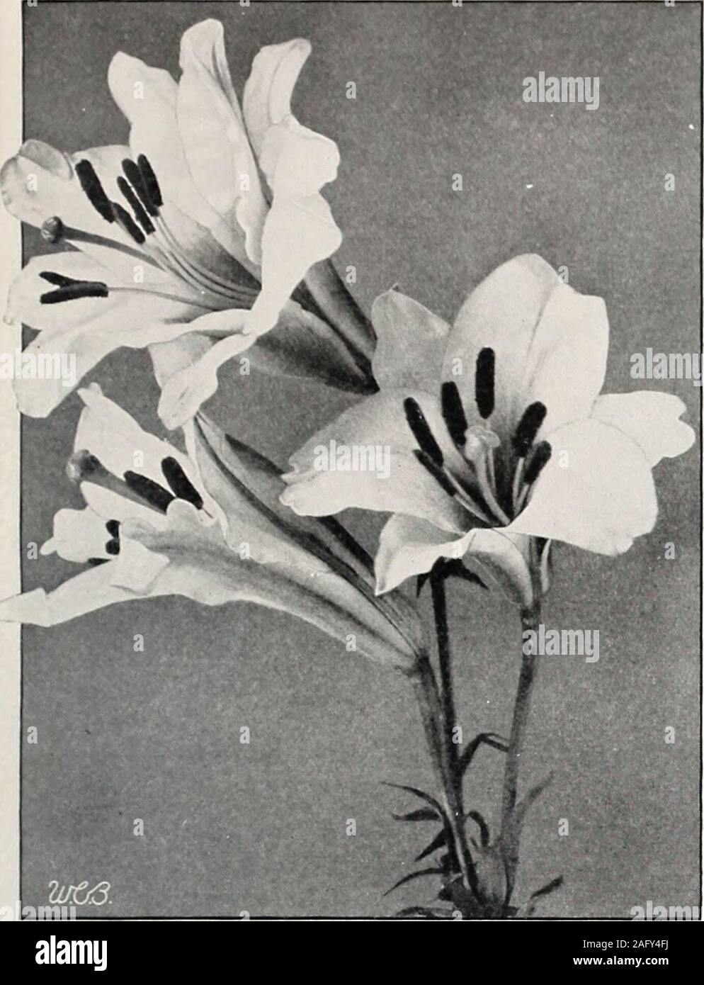 . Beckert's bulbs. ilium candidum *AURATUM (Gold-banded Lily). Ivory-white,with central band of yellow and numerouspurple spots. Each Doz. 100 9-x 11-in. circumference. .$0 40 $4 00 $30 0011- x 13-in., Mammoth Bulbs 50 5 00 40 00 *A U R A T U M PICTUM. Grand pure white, spot-ted crimson, without theyellow band.9- x 10-in. circumference. . 85 8 50 *AURATUM PLATYPHYLLUM (macran-thum). A giant Lily. Similar in color toAuratum, but much larger and with fewer spots. Each Doz. 1009-x 10-in. circumference. $0 65 $6 50 $50 00 *SPECIOSUM ALBUM. Pure white, with greenband in the center of each petal; ex Stock Photo