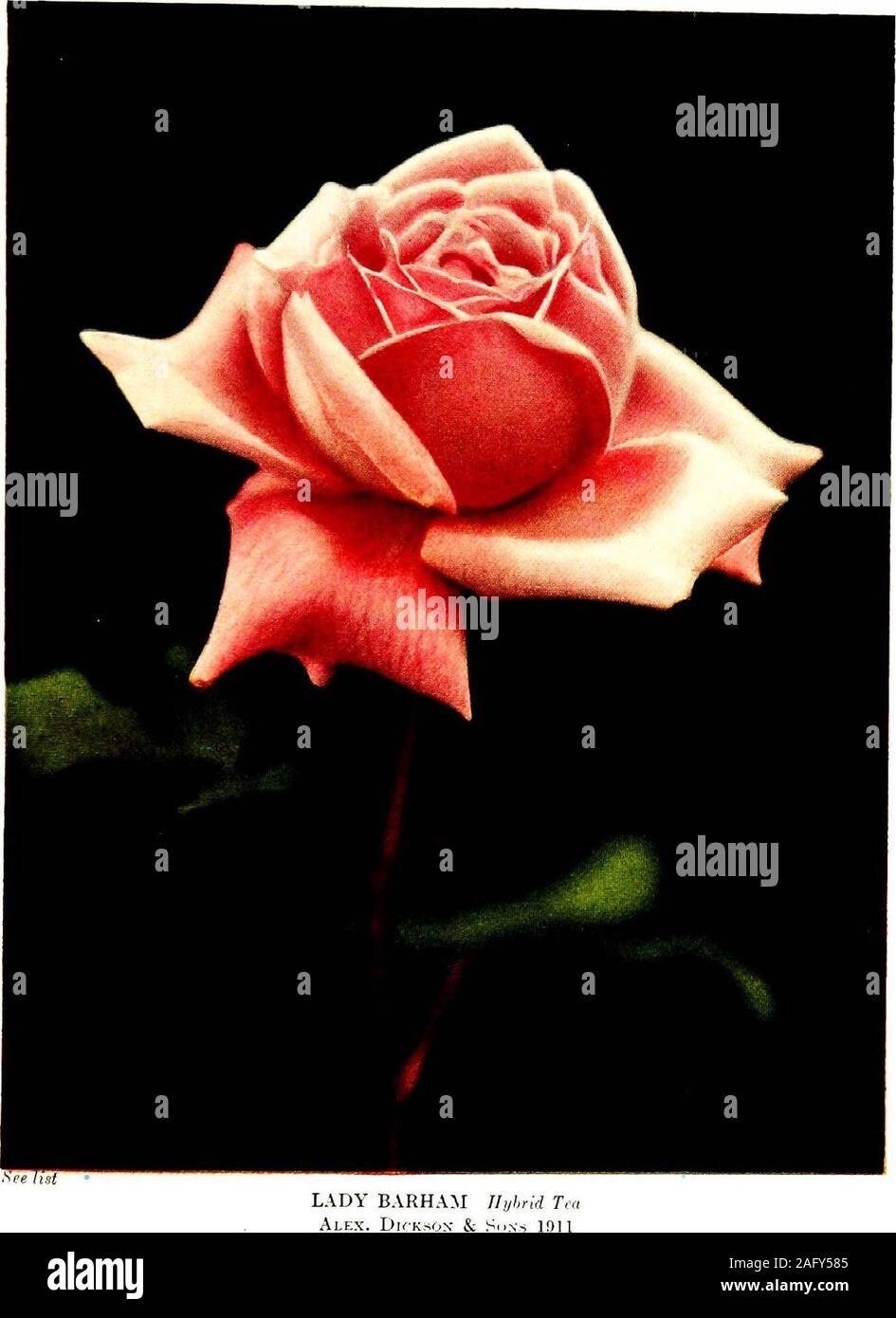 . The practical book of outdoor rose growing for the home garden. See list LADY ASHTO^YN Tlvbrid TraAlex. Dicksox & Sons ]I)11. Stock Photo