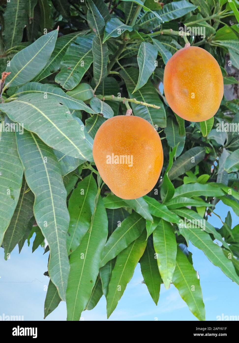 Two mangoes on branch Stock Photo