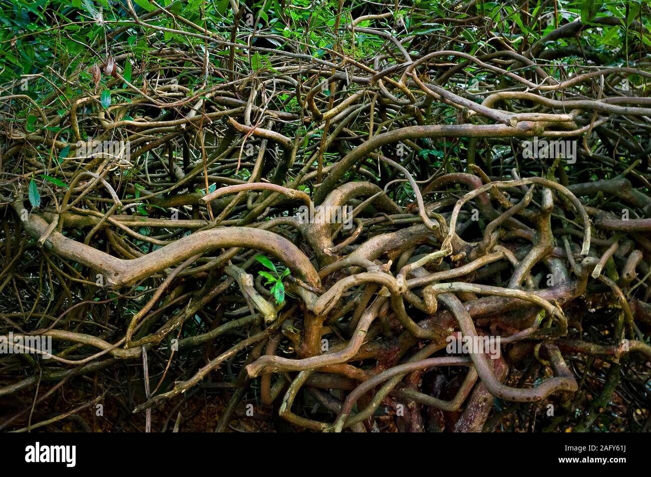 Tangled rhododendron roots in Whinfell Quarry Garden, Sheffield Stock