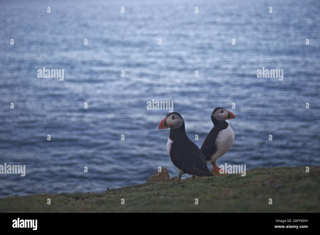 A pair of puffins overlook the sea Stock Photo