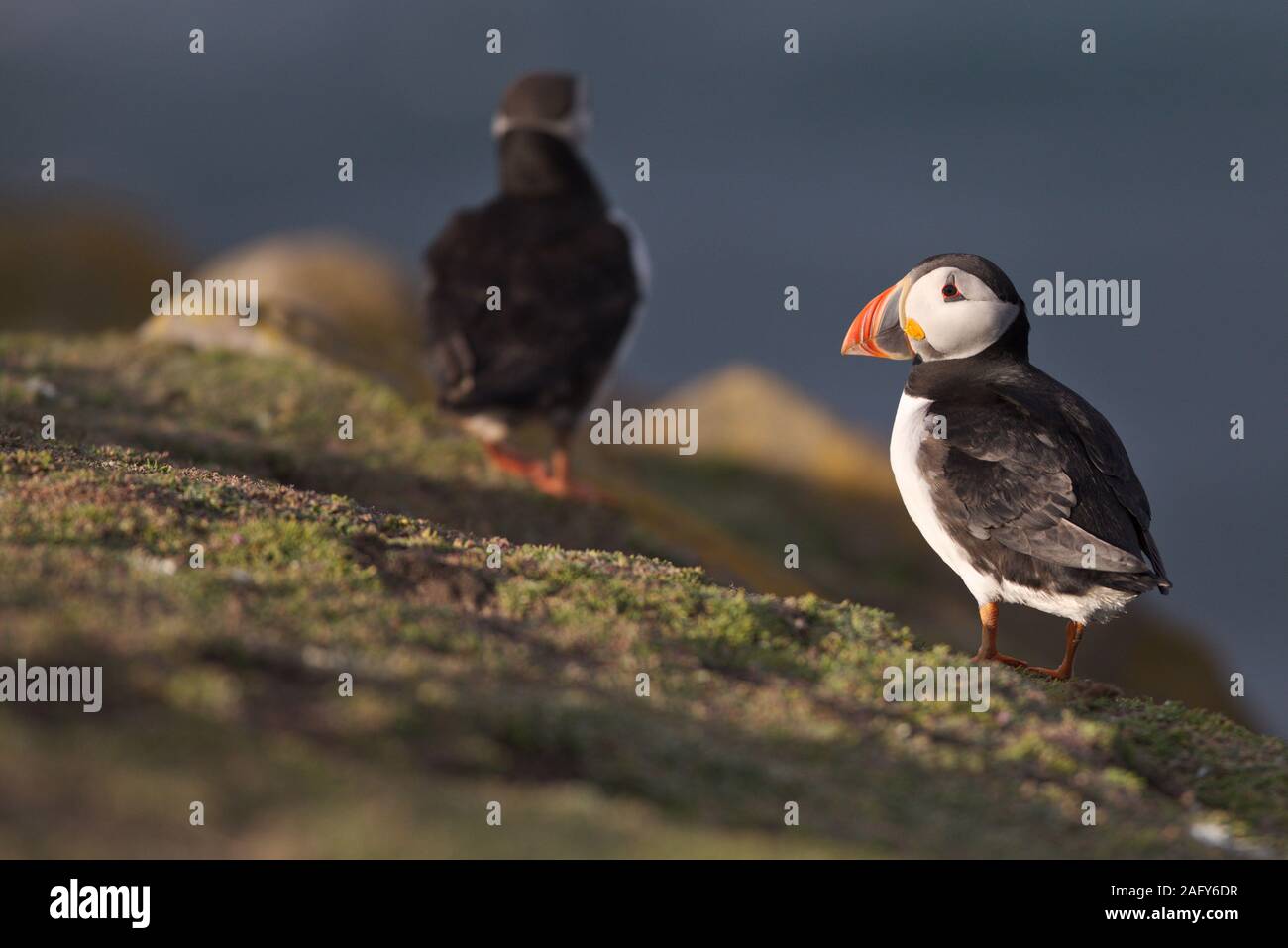 A puffin basks in evening sunlight Stock Photo