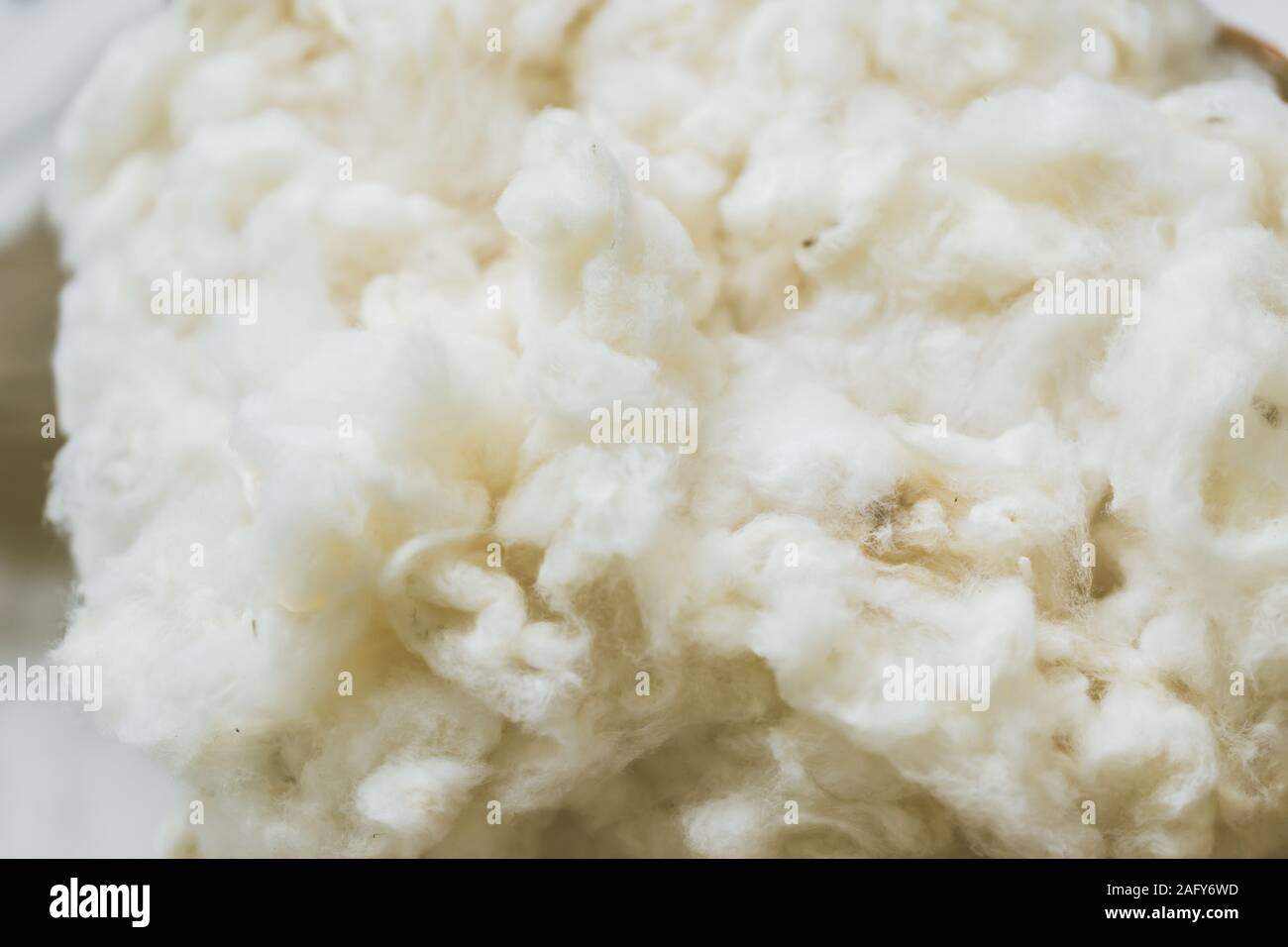 Cotton fiber from natural cotton seeds free from dyes chemicals good for health. Stock Photo