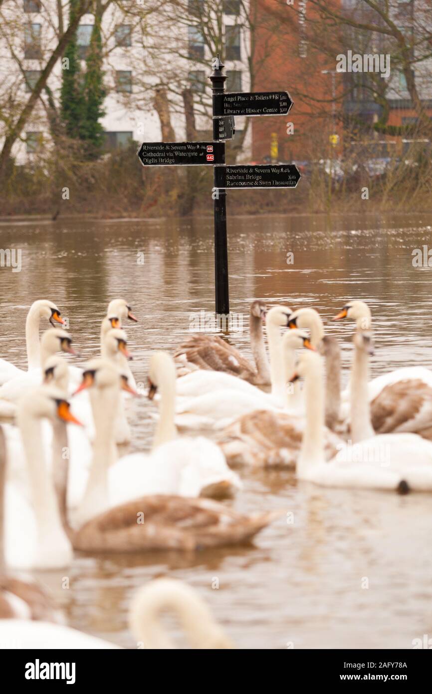 Worcester, Worcestershire, UK. 17th Dec, 2019. Swans take the latest flood to hit Worcester city in their stride as the River Severn breaks its banks putting parts of the riverside under several feet of water. Credit: Peter Lopeman/Alamy Live News Stock Photo