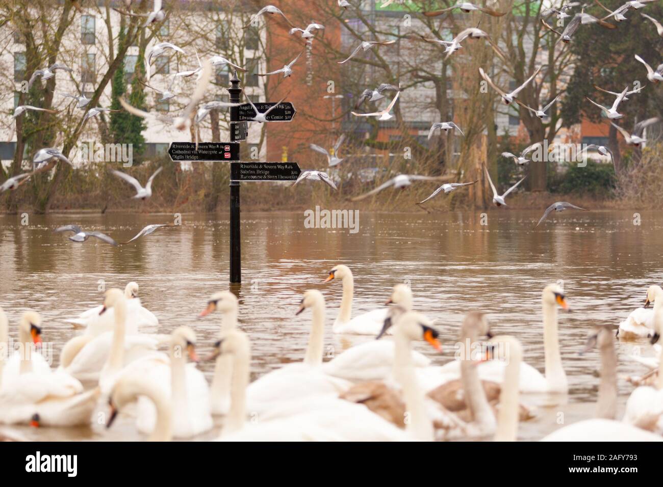 Worcester, Worcestershire, UK. 17th Dec, 2019. Swans take the latest flood to hit Worcester city in their stride as the River Severn breaks its banks putting parts of the riverside under several feet of water. Credit: Peter Lopeman/Alamy Live News Stock Photo