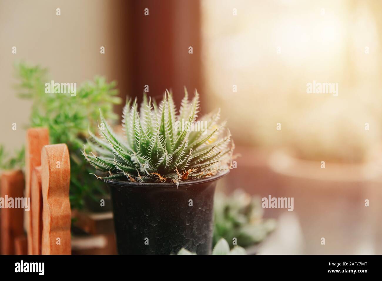 Mini succulent with soft thorn in pot garden at windows green home decor indoor plant. Stock Photo