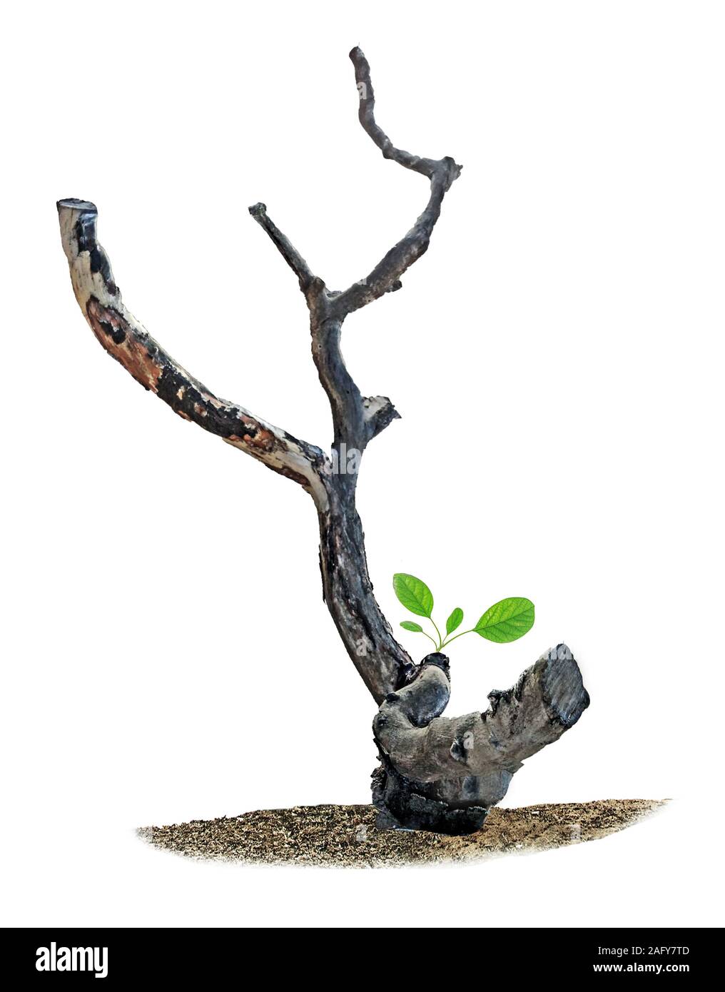 Close up dry tree hi-res stock photography and images - Alamy